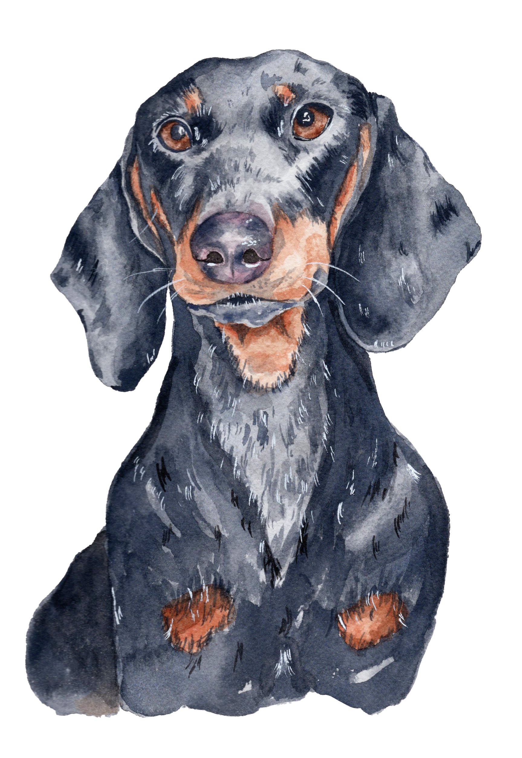 dashhound copy.jpg