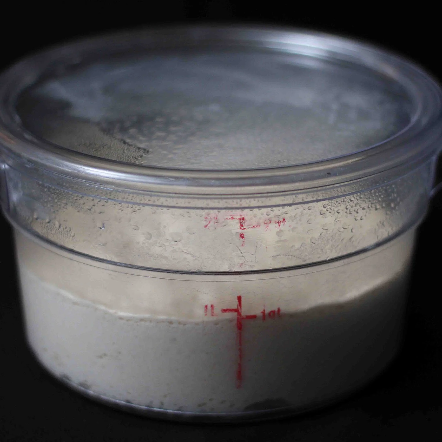 Cold_fermented-dough-for-dinner-rolls