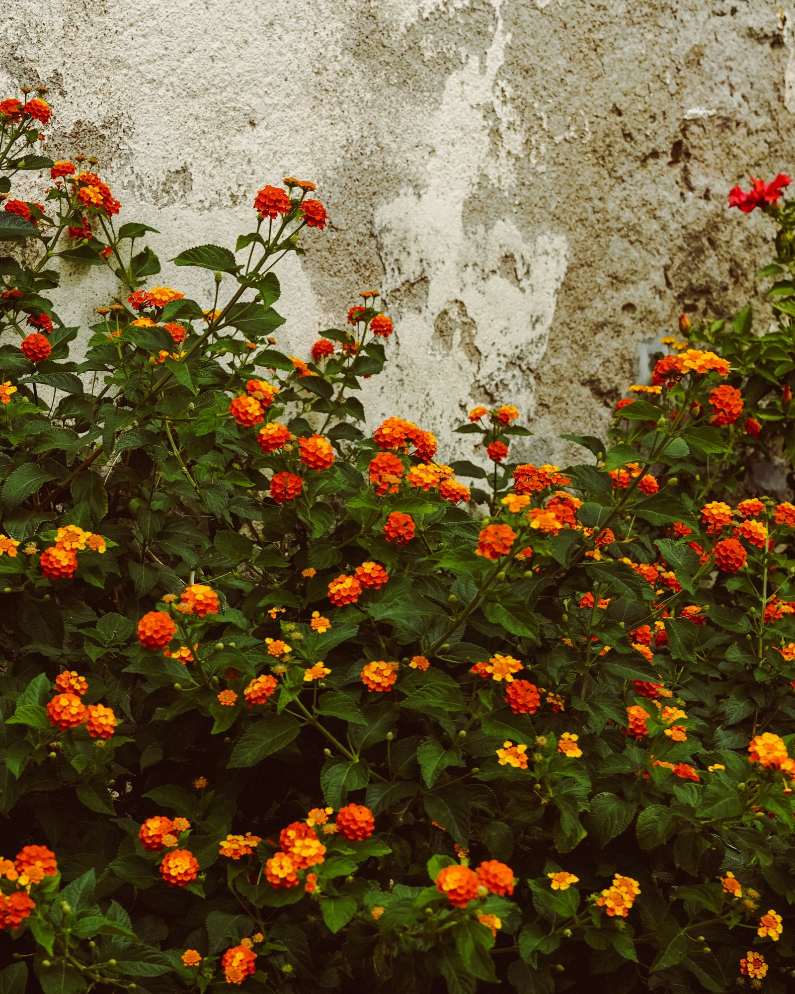 053. Celebrate Easter with us