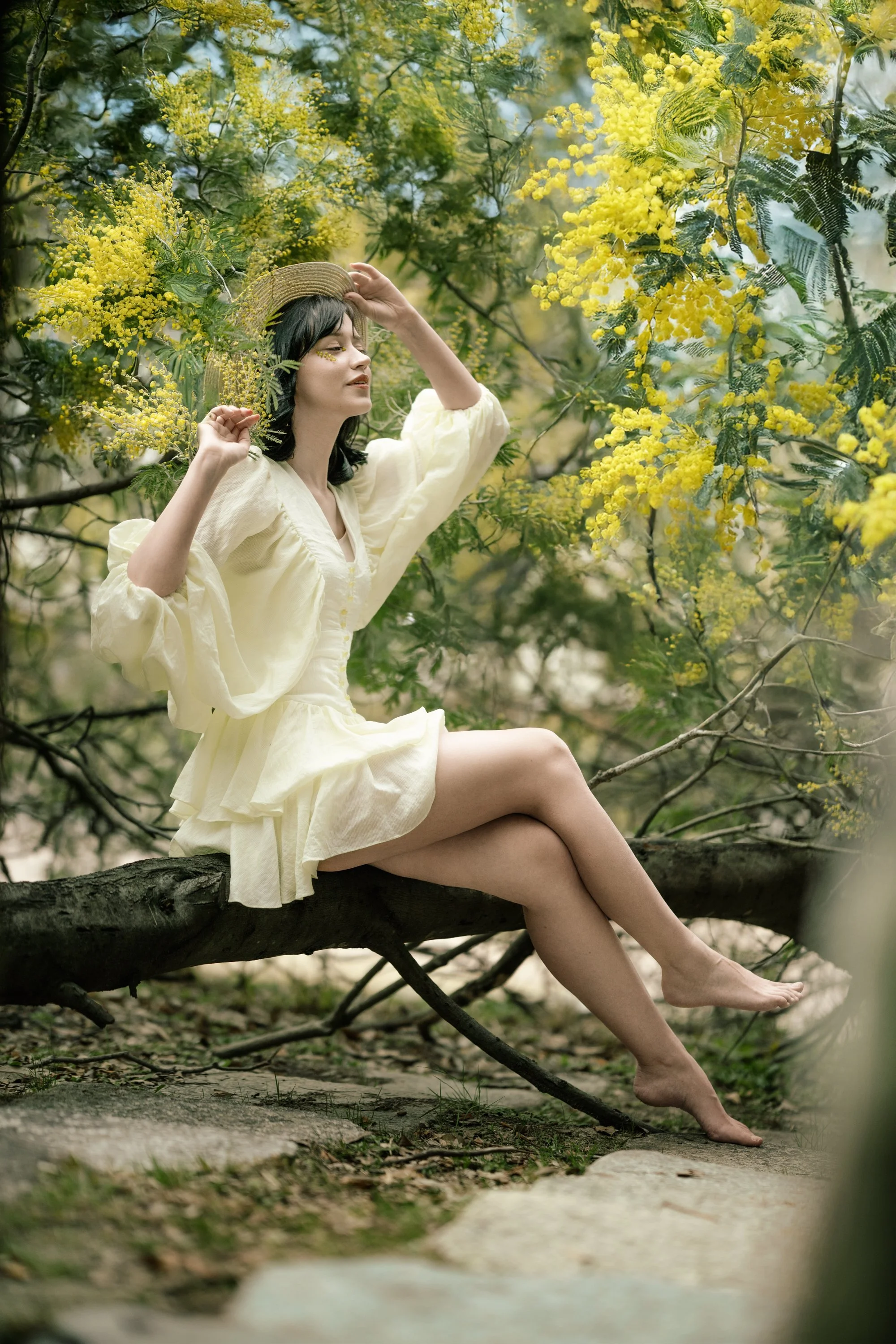 Mimosa in Fukuoka.JPG