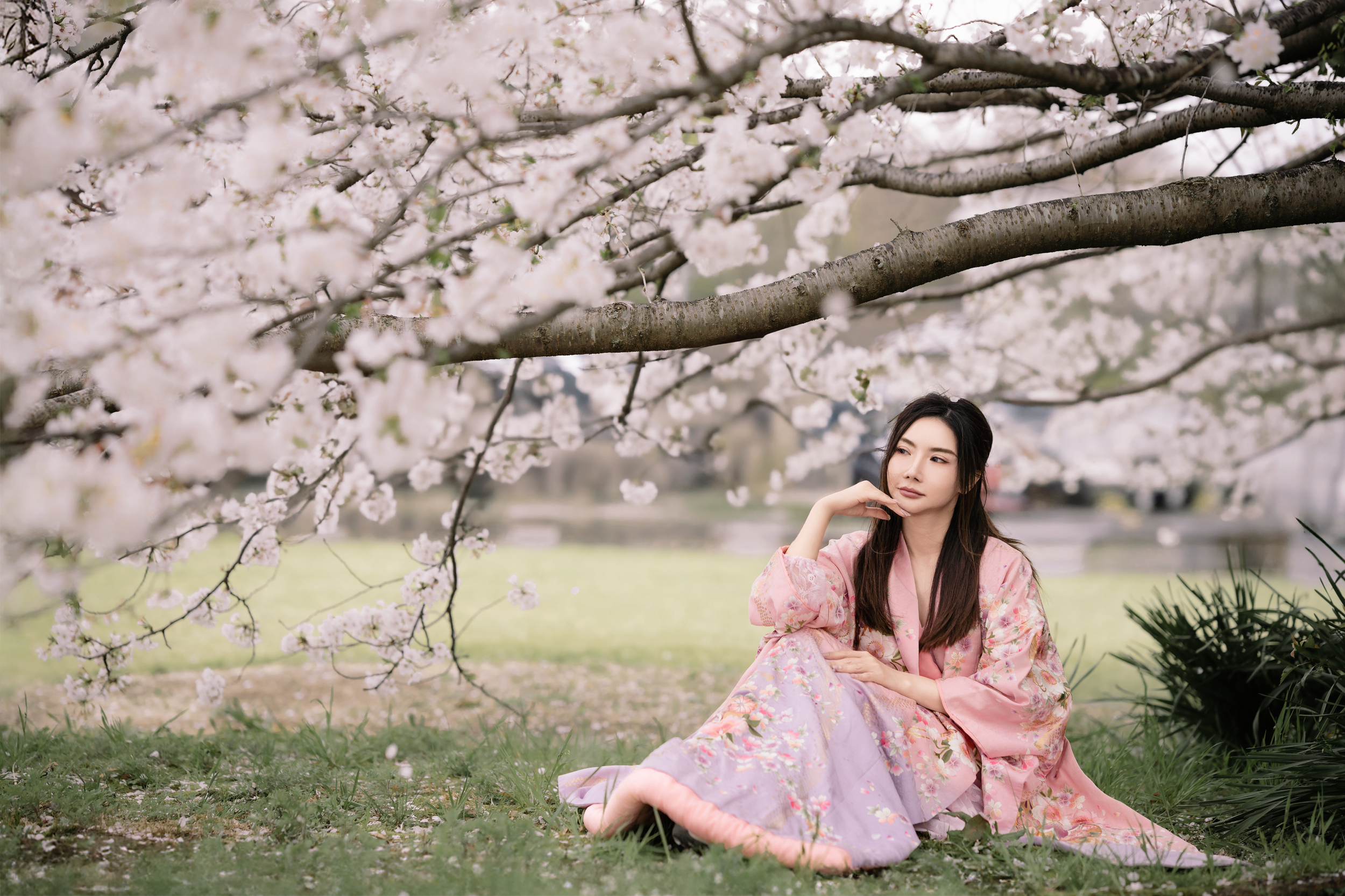 Sakura photo shooting Fukuoka 4.png