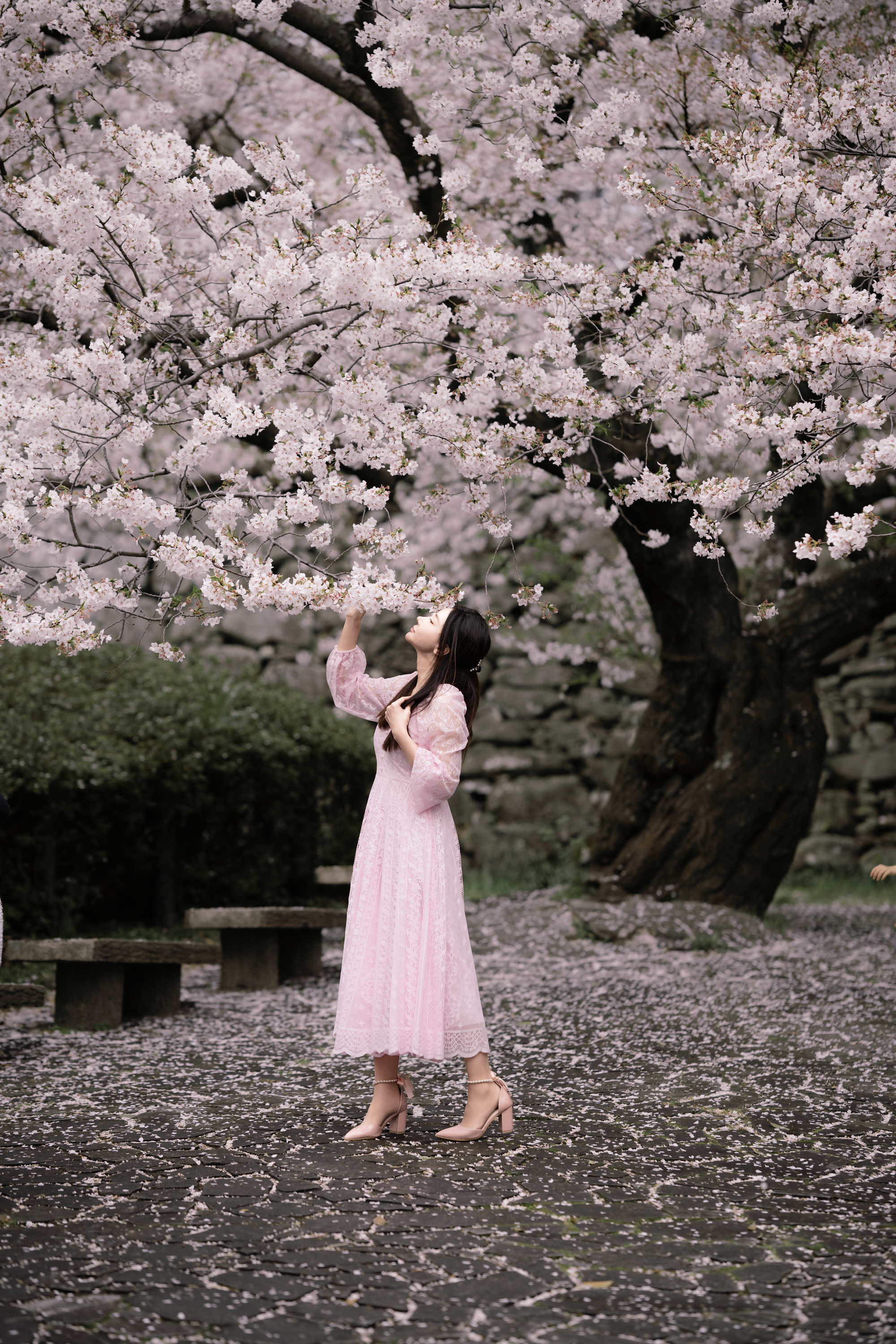 Sakura Photo shooting Fukuoka 2.png
