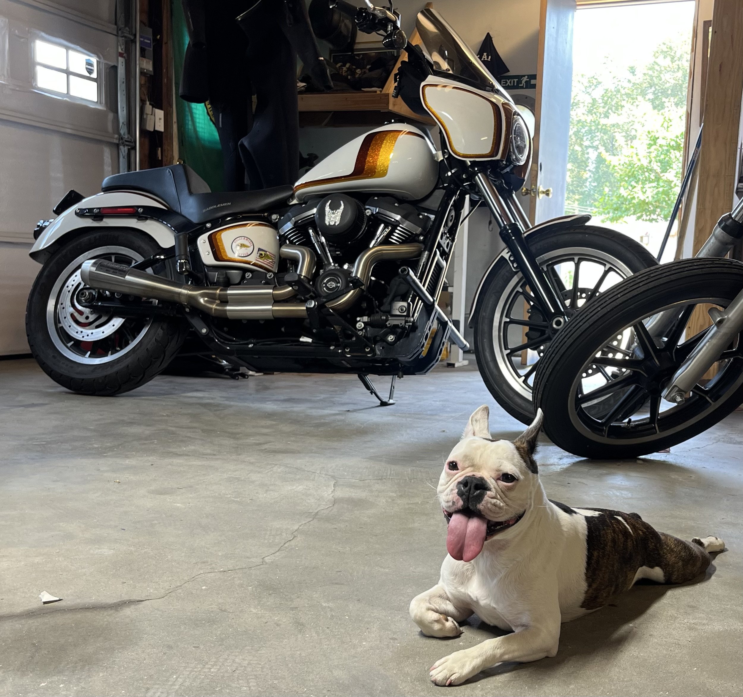 Shop Dog