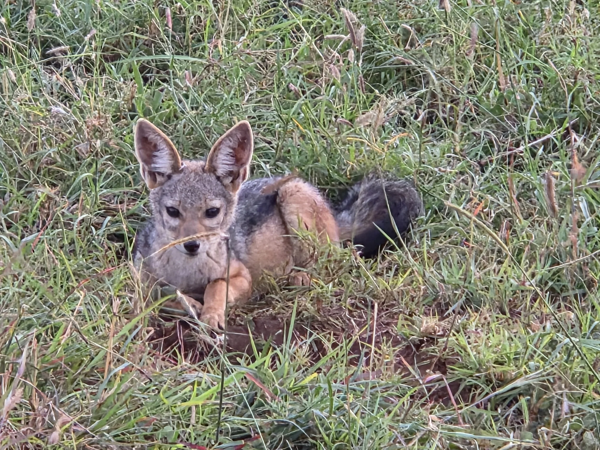 Safari 2