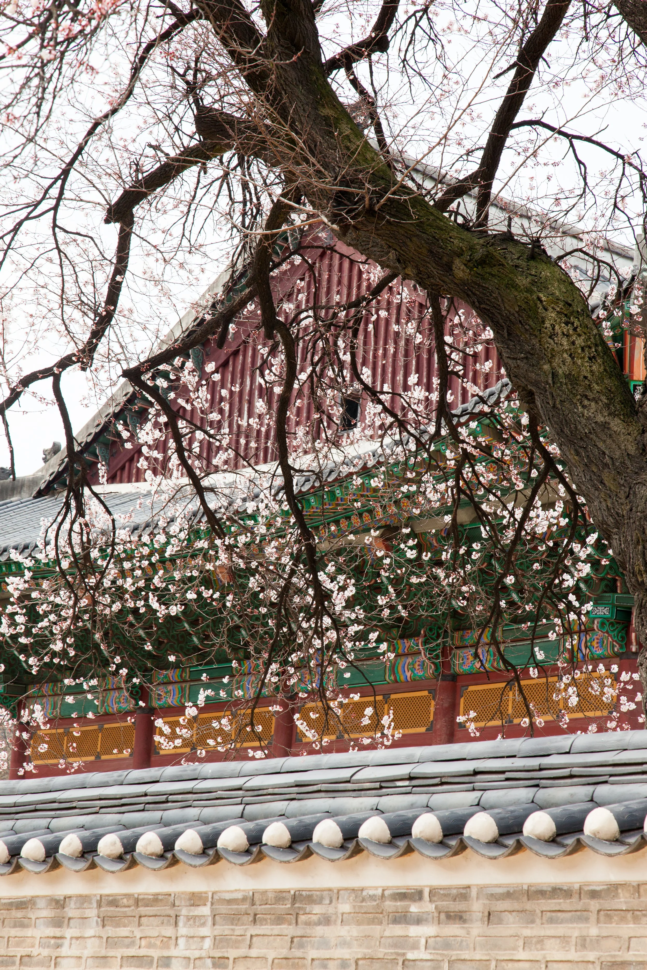 Korea (1 of 1)-19.jpg