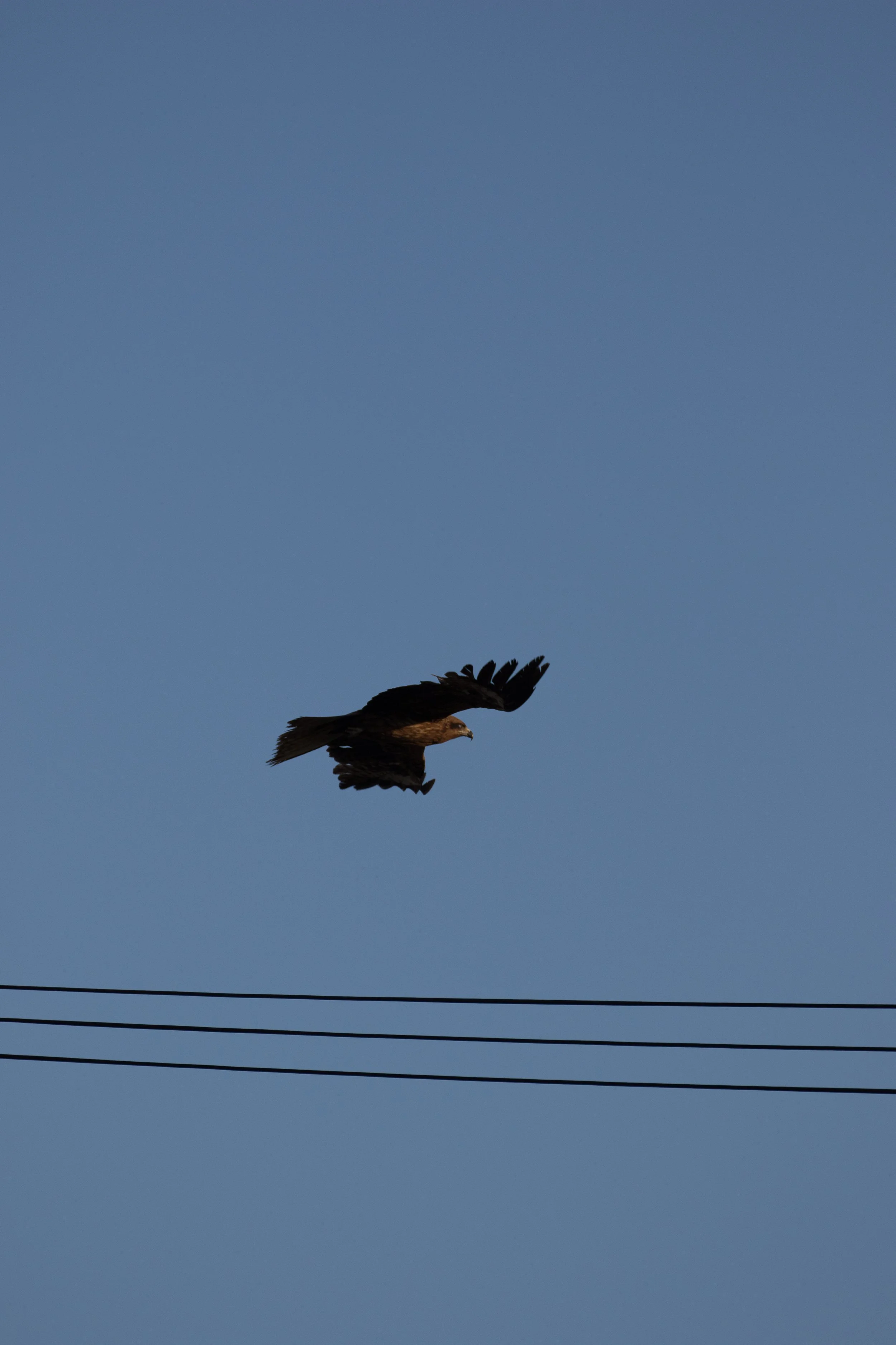 20150517_Niseko_Photography__V0A1200.jpg