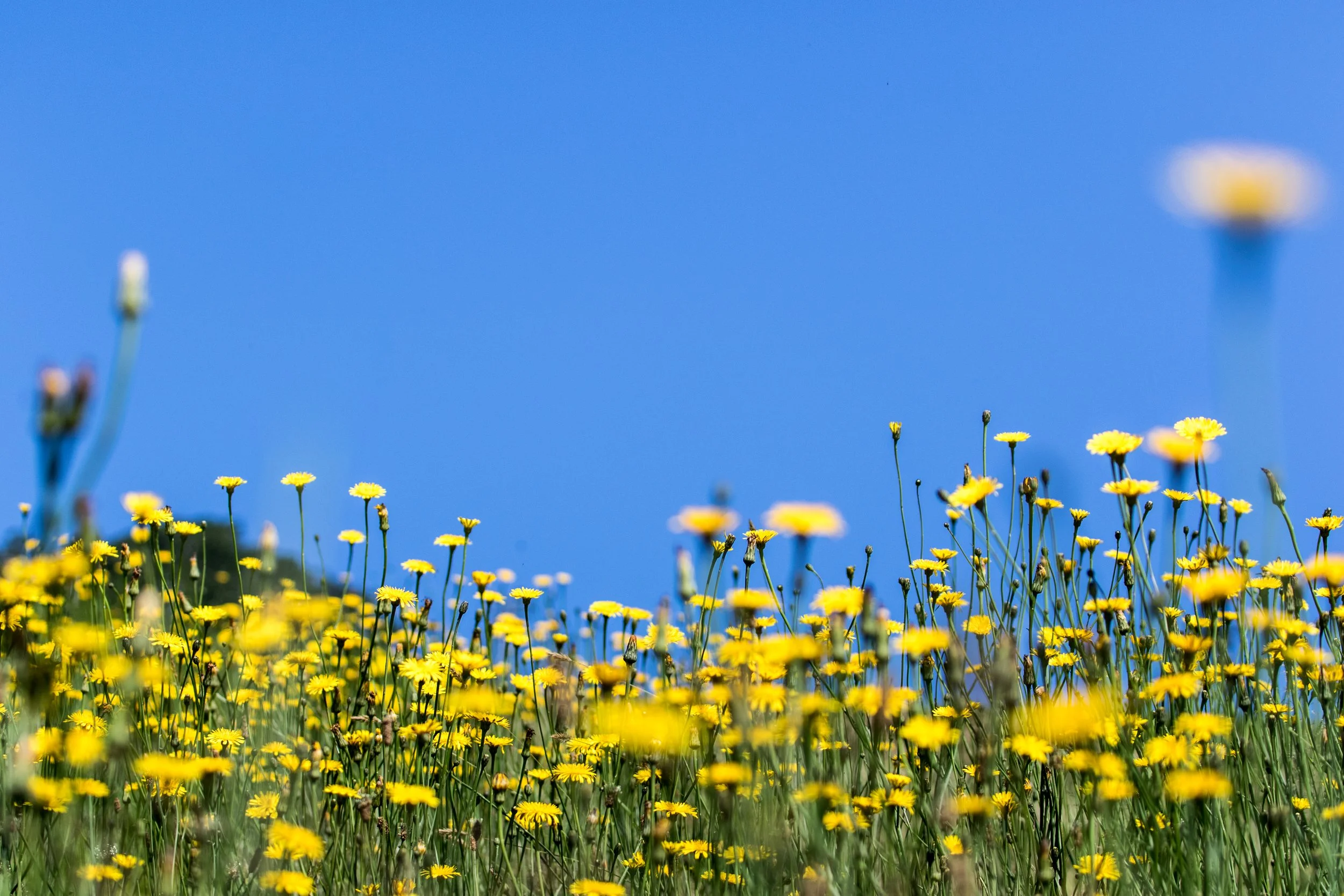 20150716_Niseko_Photography__V0A4161.jpg
