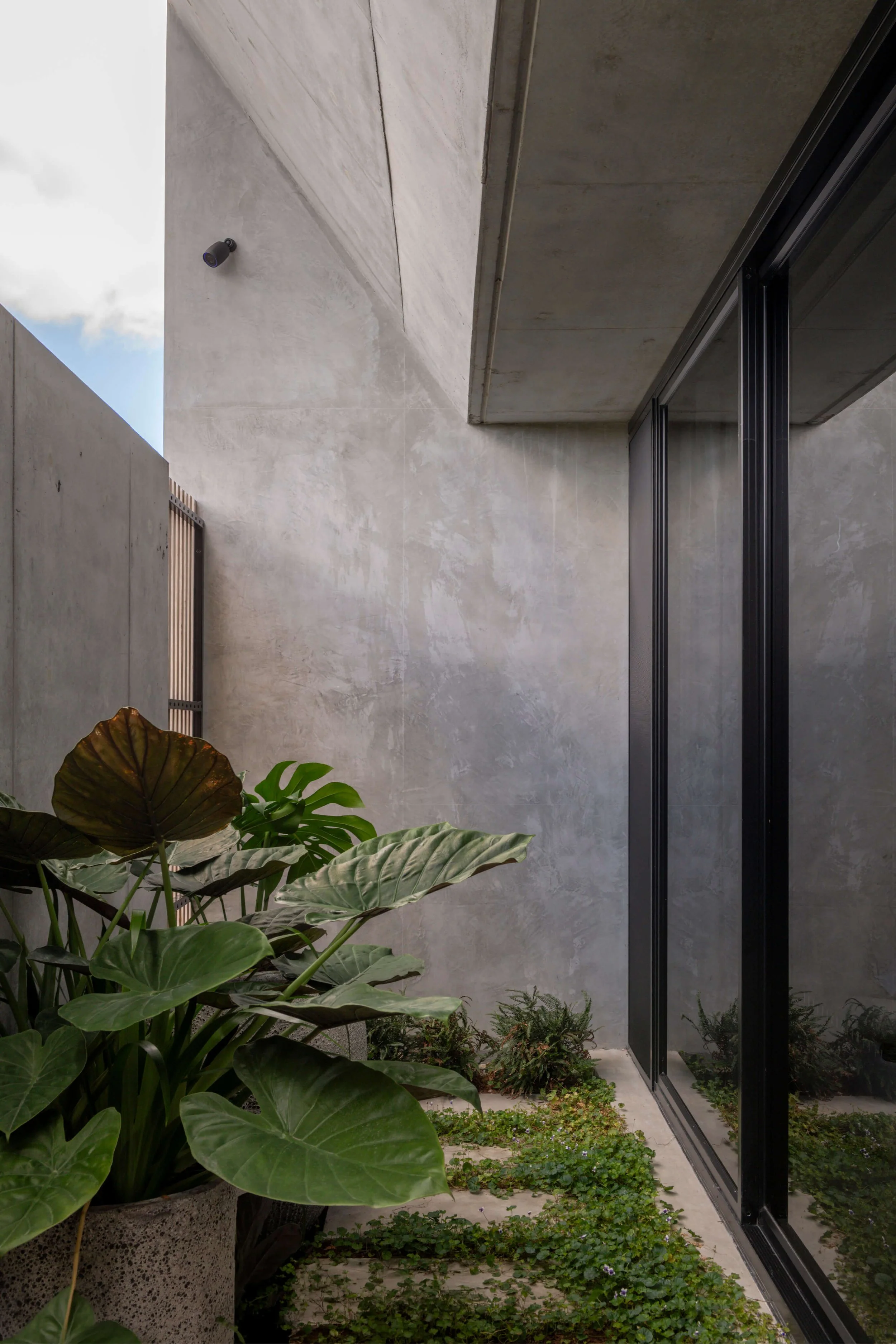 Akuna Laidlaw home East Brisbane - landscaping. Interiors by Borgeaud Interiors.