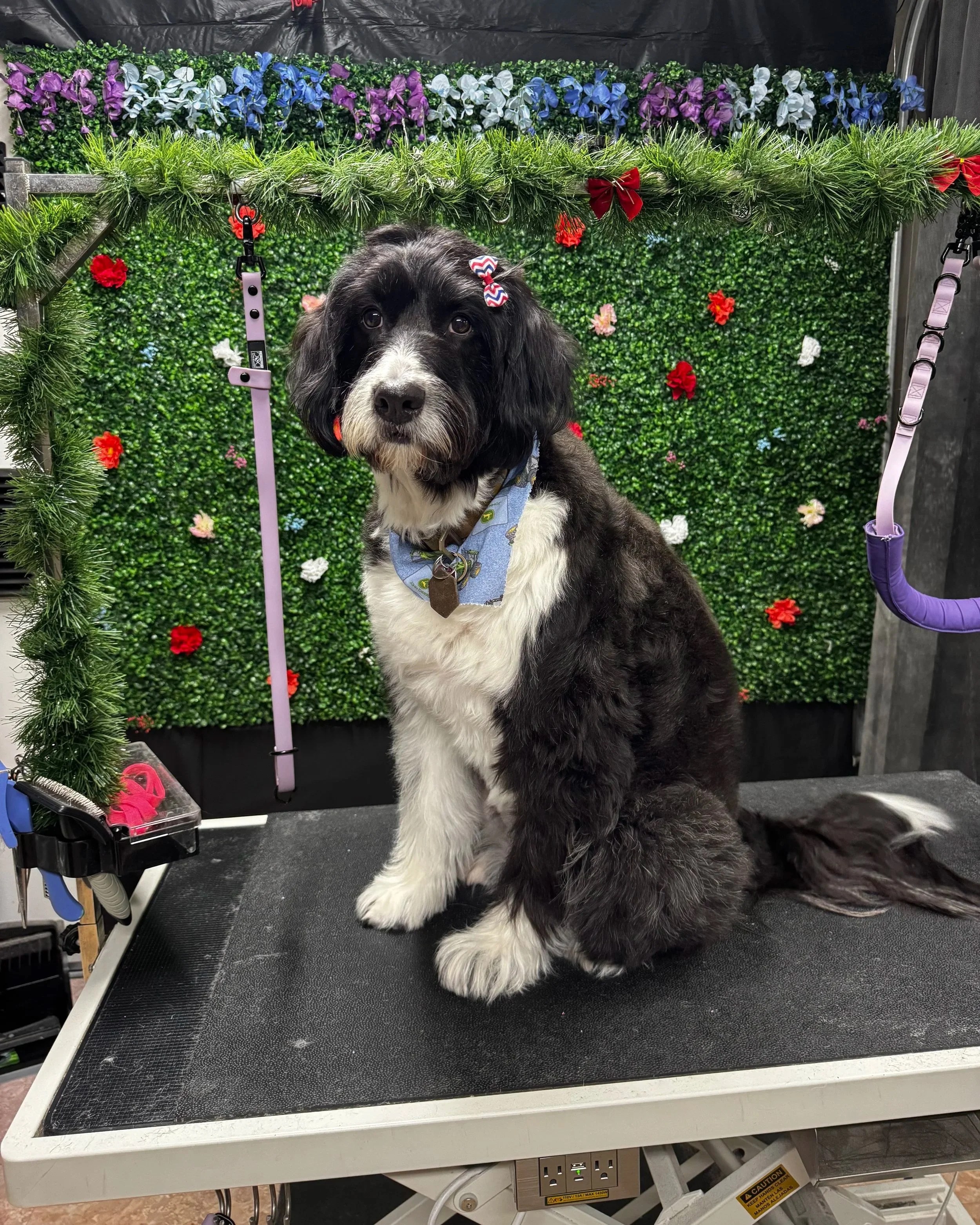 A black and white doodle with a colorful bow on its head sitting on a black table with a green foliage background decorated with flowers and Christmas bows.