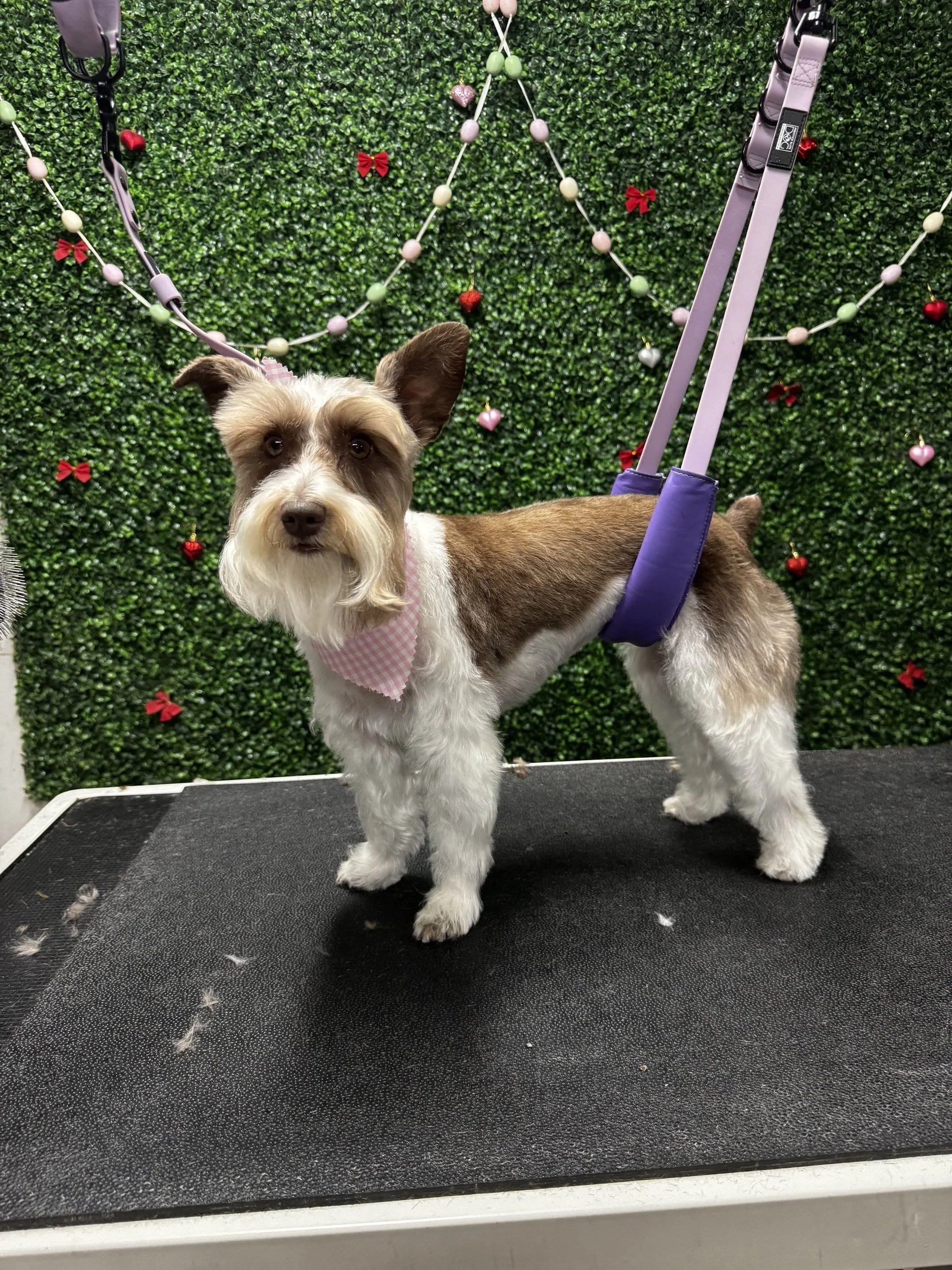 A small dog with a white and brown coat, wearing a pink and white checkered bandana, standing on a grooming table in front of a green decorative wall with small red bows, pink hearts, and pom-poms. The dog has one ear standing up and the other folded