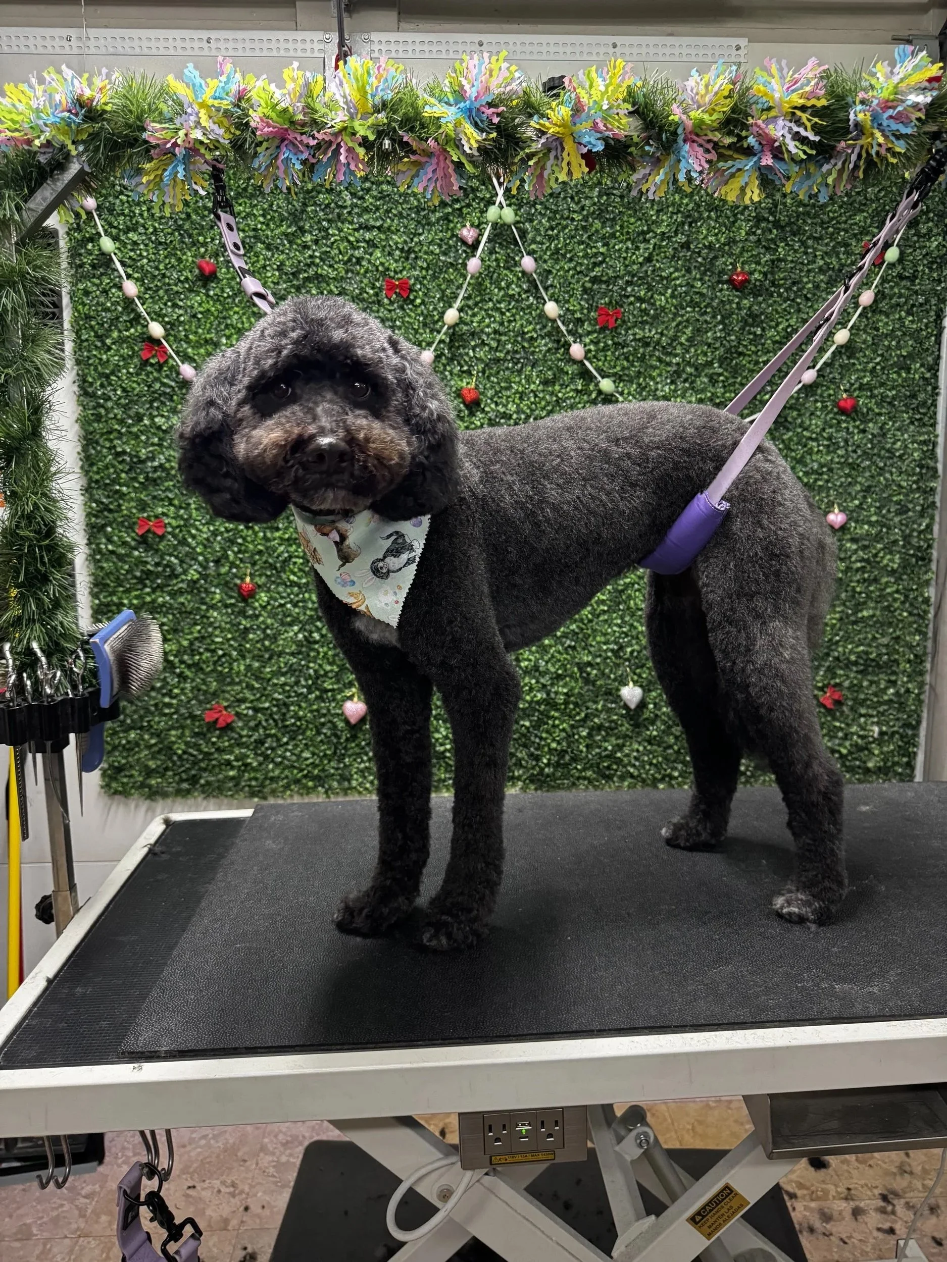 A dark gray, curly-haired dog standing on a grooming table with a black non-slip surface, facing the camera with big dark eyes and a white bandana with pictures of dogs. The background is a green hedge decorated with hanging hearts, bows, and a garla