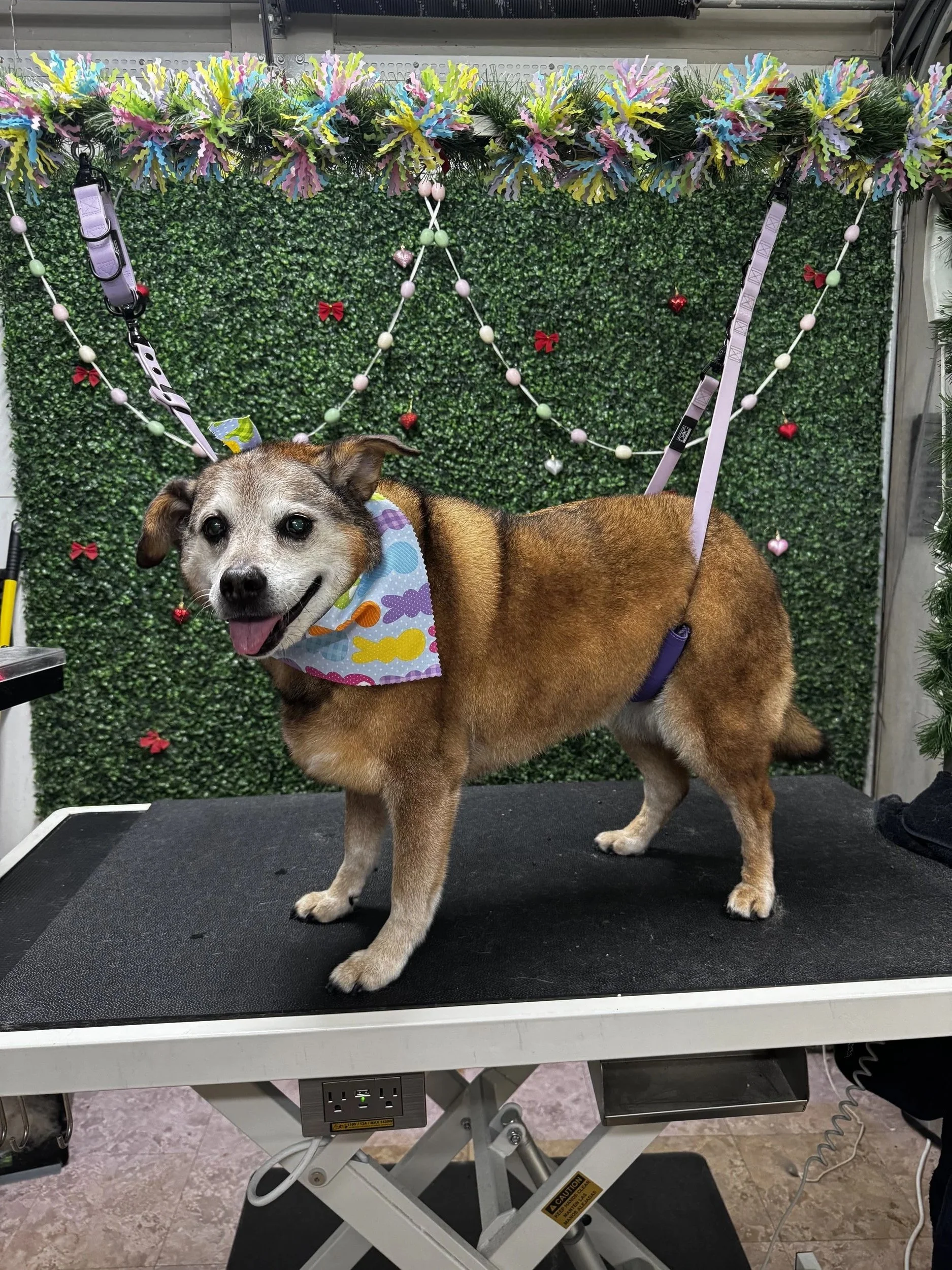 A happy dog with a colorful bandana around its neck, standing on a grooming table with a festive green, purple, yellow, and pink decoration in the background, likely for a holiday celebration.