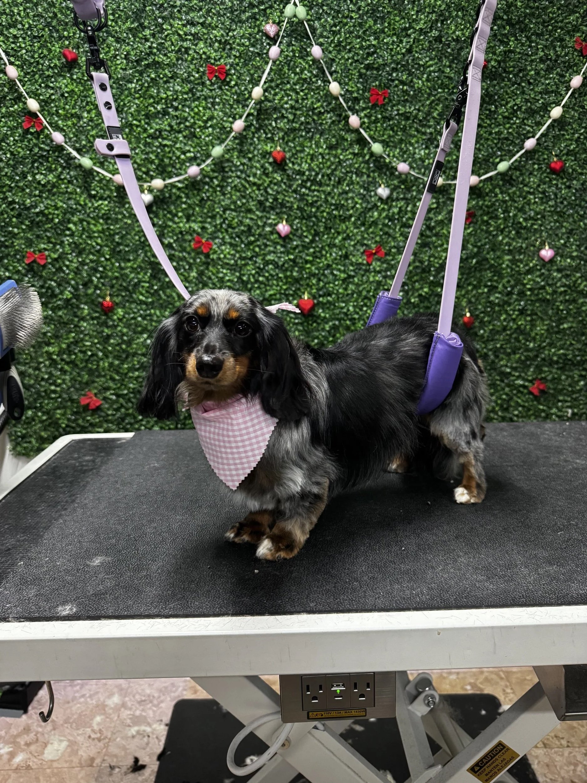 A small black and tan Dachshund dog with long ears stands on a grooming table, wearing a pink and white checkered bandana. The background features a green hedge decorated with small red bows and heart ornaments. The grooming table has a black surface