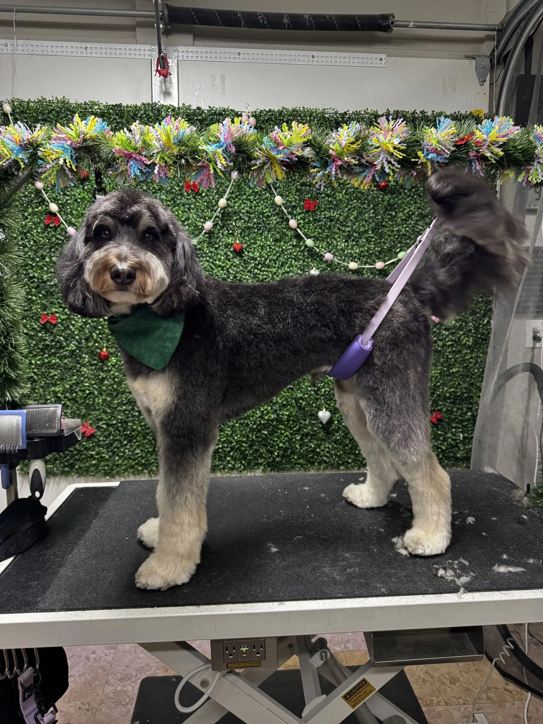 A large black and gray dog with fluffy paws and a green bandana around its neck standing on a grooming table. In the background, decorated Christmas garland with lights and ornaments hangs against a green hedge-style backdrop.