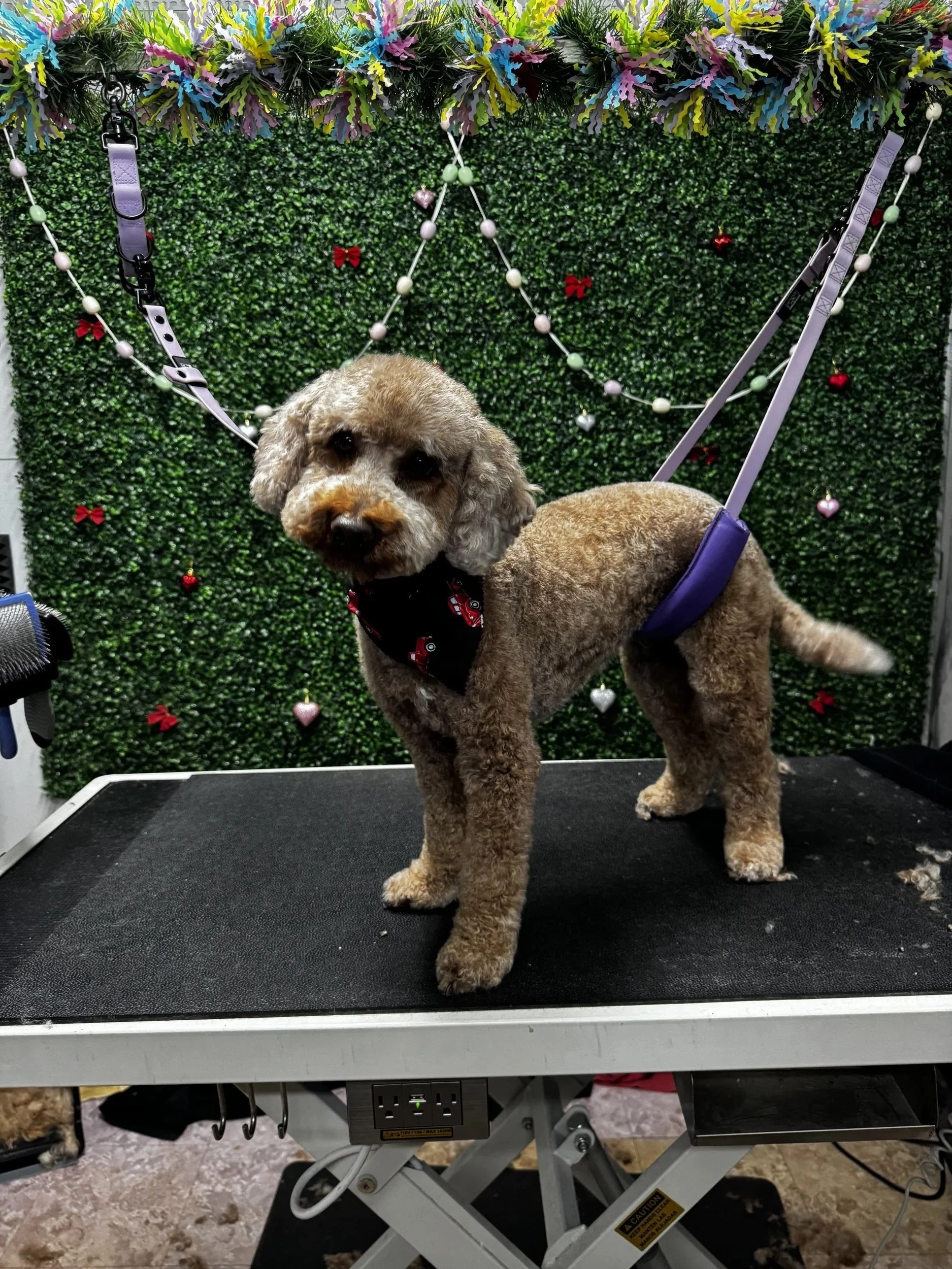 A cute, curly-haired dog with tan and cream fur standing on a grooming table with a green hedge background decorated with red bows, white, pink, purple, and green ornaments, and colorful paper garlands.