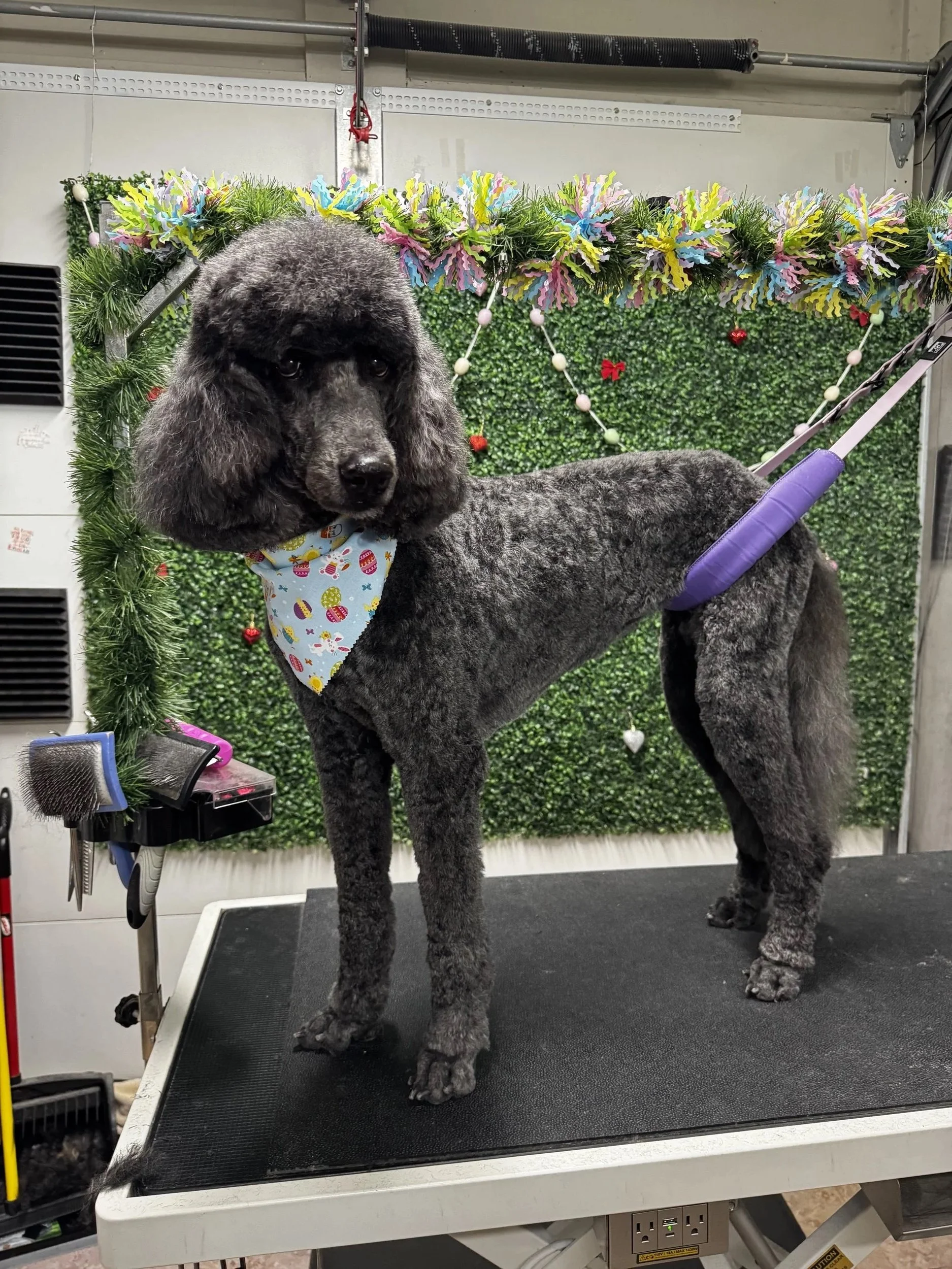 A black and gray poodle standing on a grooming table decorated with a green foliage backdrop, with holiday ornaments and colorful garland, wearing a festive bandana and strapped with a purple grooming harness.