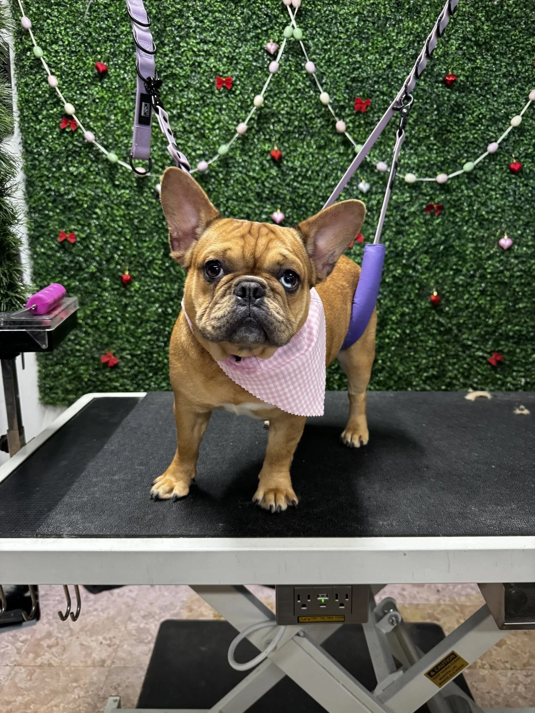 A French Bulldog in a pink and white checkered bandana standing on a grooming table with a green leafy background decorated with red and pink bows and hearts.