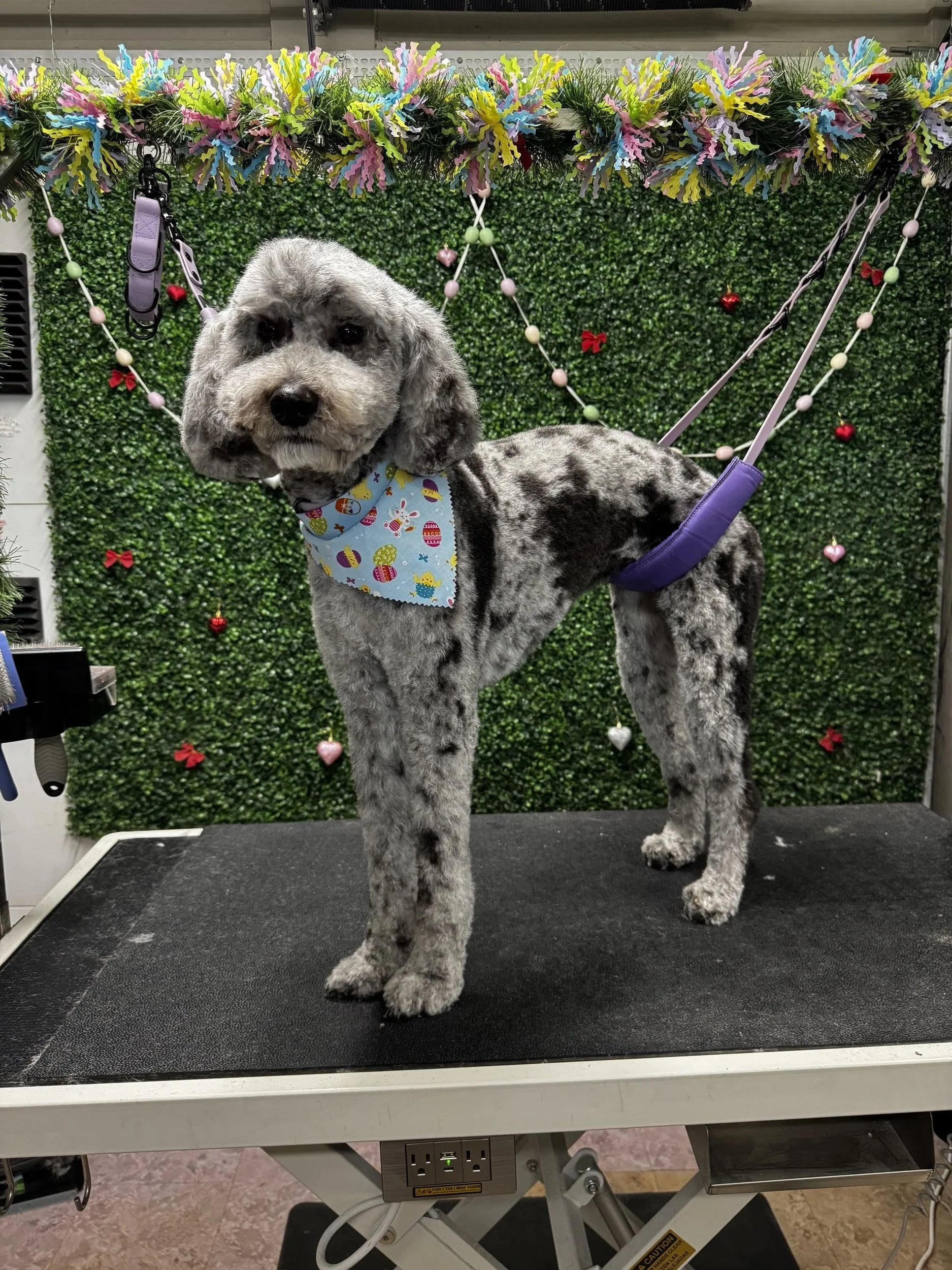 A dog with gray and black speckled fur standing on a grooming table in front of a green leafy backdrop decorated with small red, pink, and silver hearts, and colorful paper garlands hanging above.