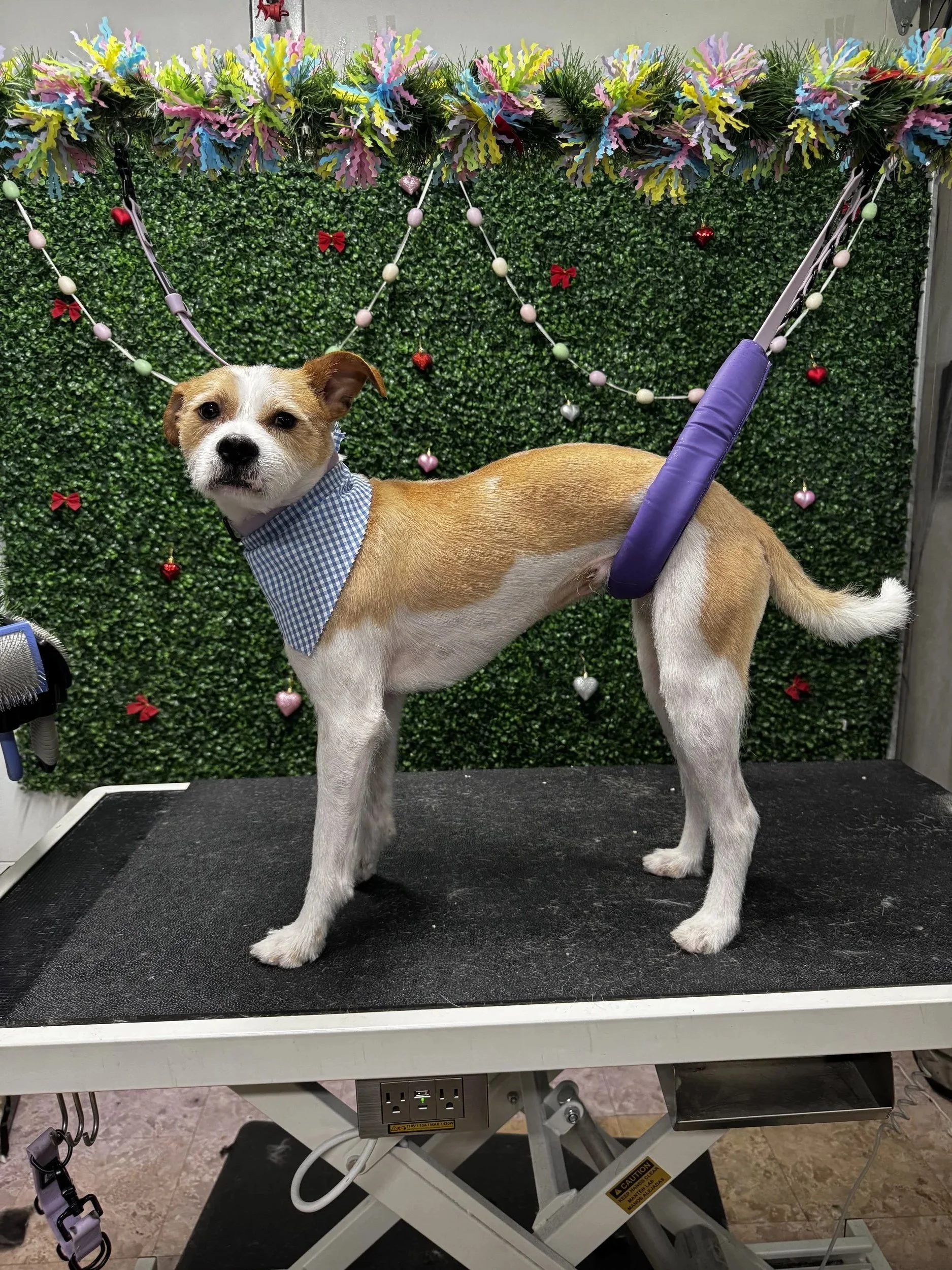 Small tan and white dog with a blue checkered bandana around its neck standing on a grooming table. The dog is harnessed in a purple sling. The background features a green leafy wall with pink, red, blue, and white ornaments and a decorative garland 