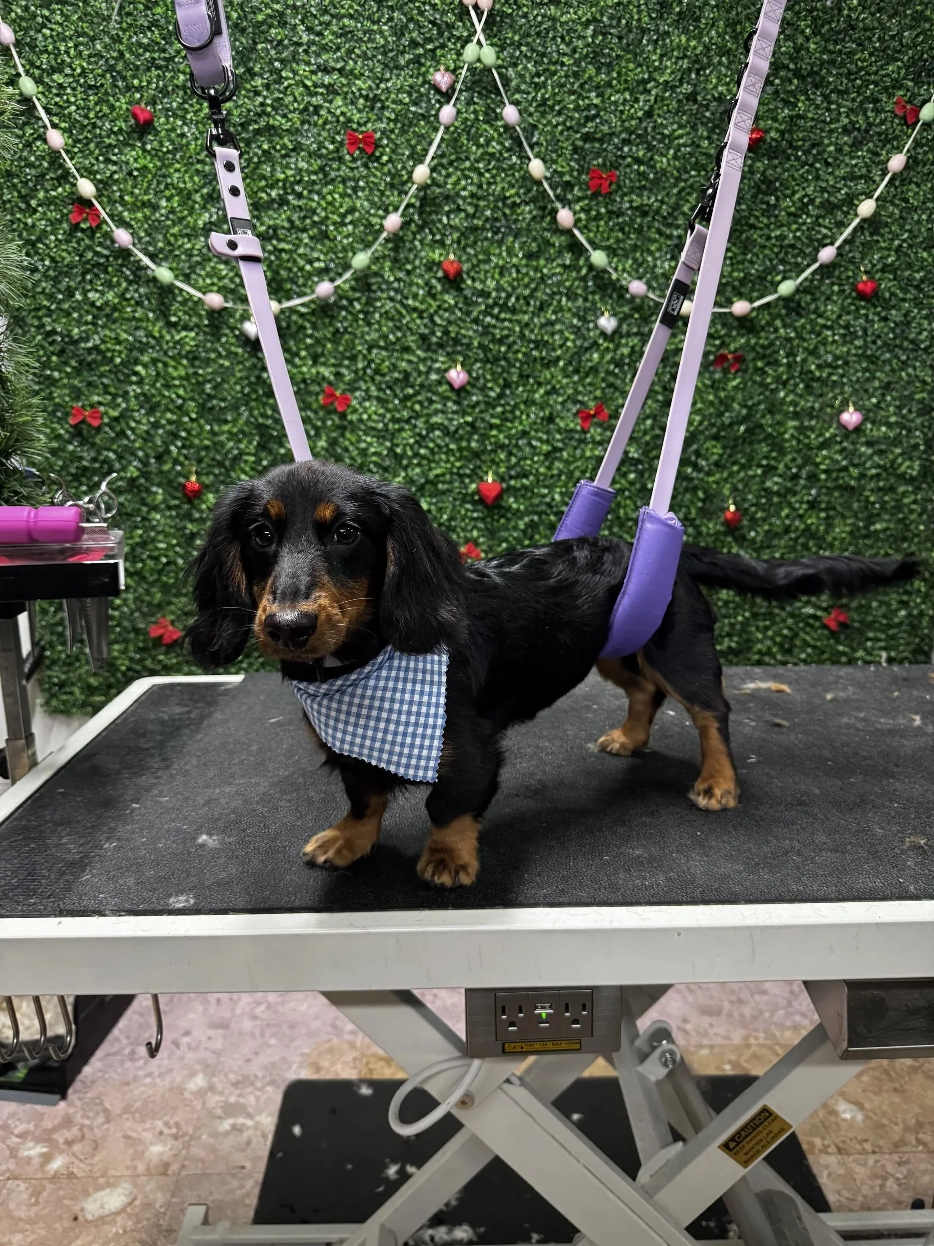 A cute black and tan long-haired dachshund dog with a blue and white checkered bandana around its neck standing on a grooming table with a green leafy background decorated with red and pink hearts and bows.