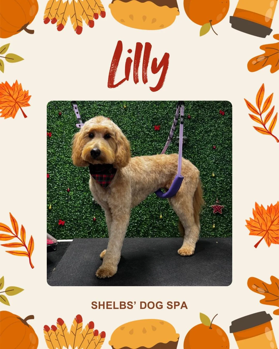 🍁🦃 Thanksgiving Week is here! 🦃🍁

Enjoy some adorable festive pups who have came in to be pampered recently!

I&rsquo;m beyond thankful for every client who trusts me with their sweet fur babies. You all are truly part of the Shelbs&rsquo; Dog Sp