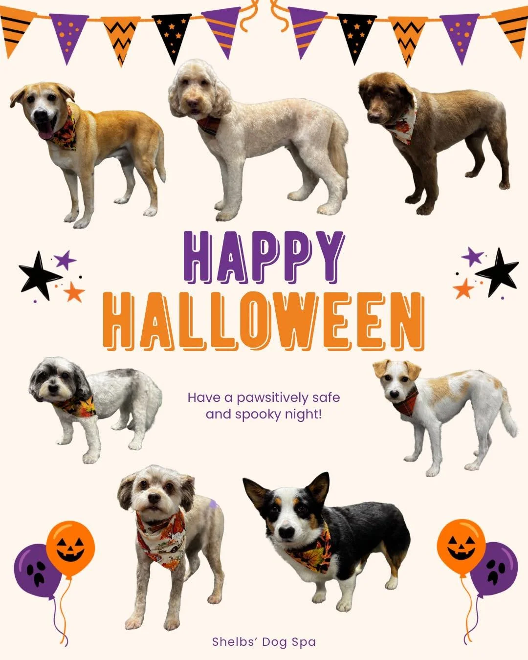 🎃 Happy Halloween! 🎃 

We hope everyone (and every pup!) has a safe and fun night filled with treats, cozy snuggles, and maybe a few howls at the moon. 🧡

Thank you for letting us love on your dogs all year long,  they make every day a little brig