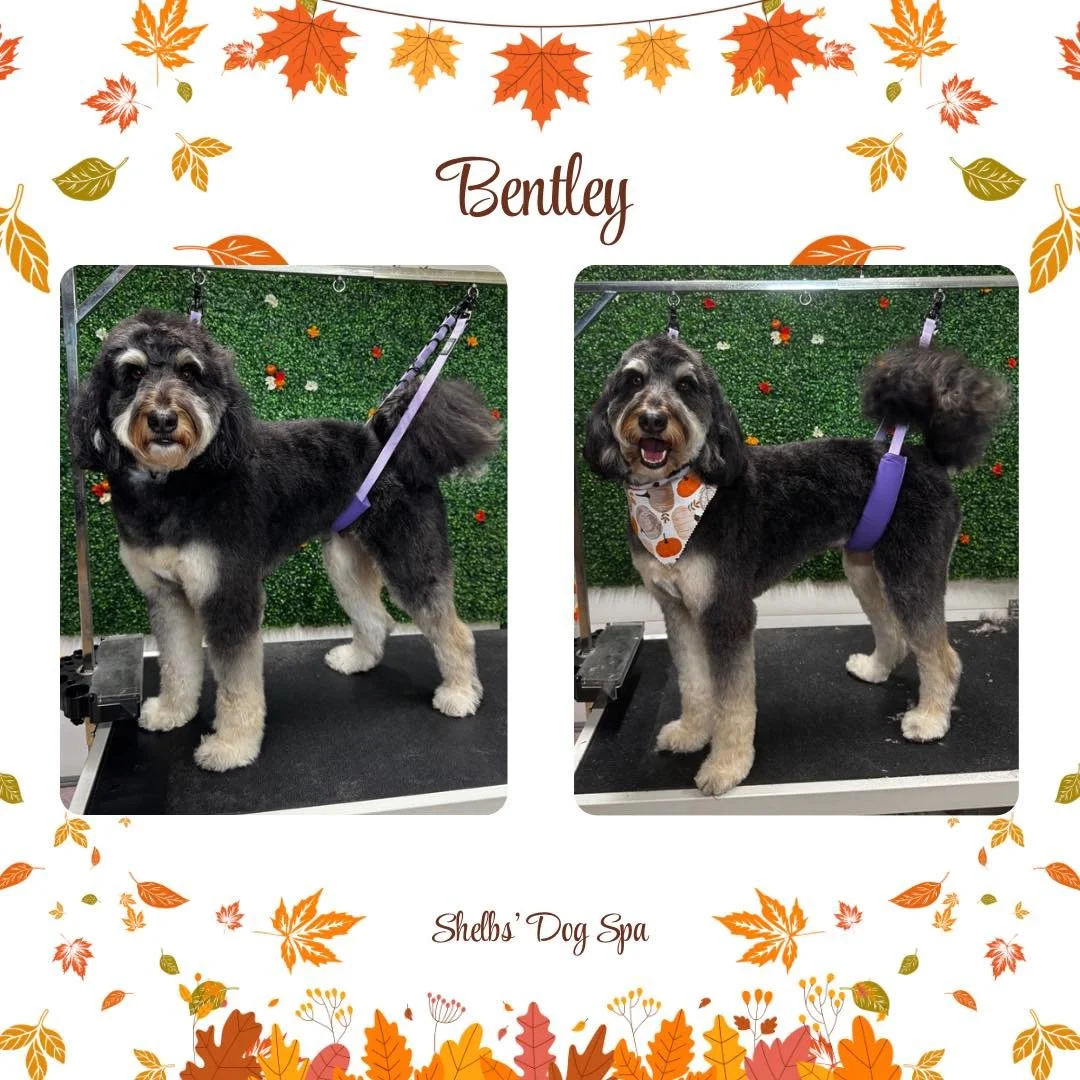 🍂 Grateful for Our Fall Furry Friends 🍂

We&rsquo;re so thankful for every pup (and every pawrent!) who trusts us to keep their furry friends feeling fresh and loved. This week&rsquo;s transformations are full of wagging tails, clean coats, and tho