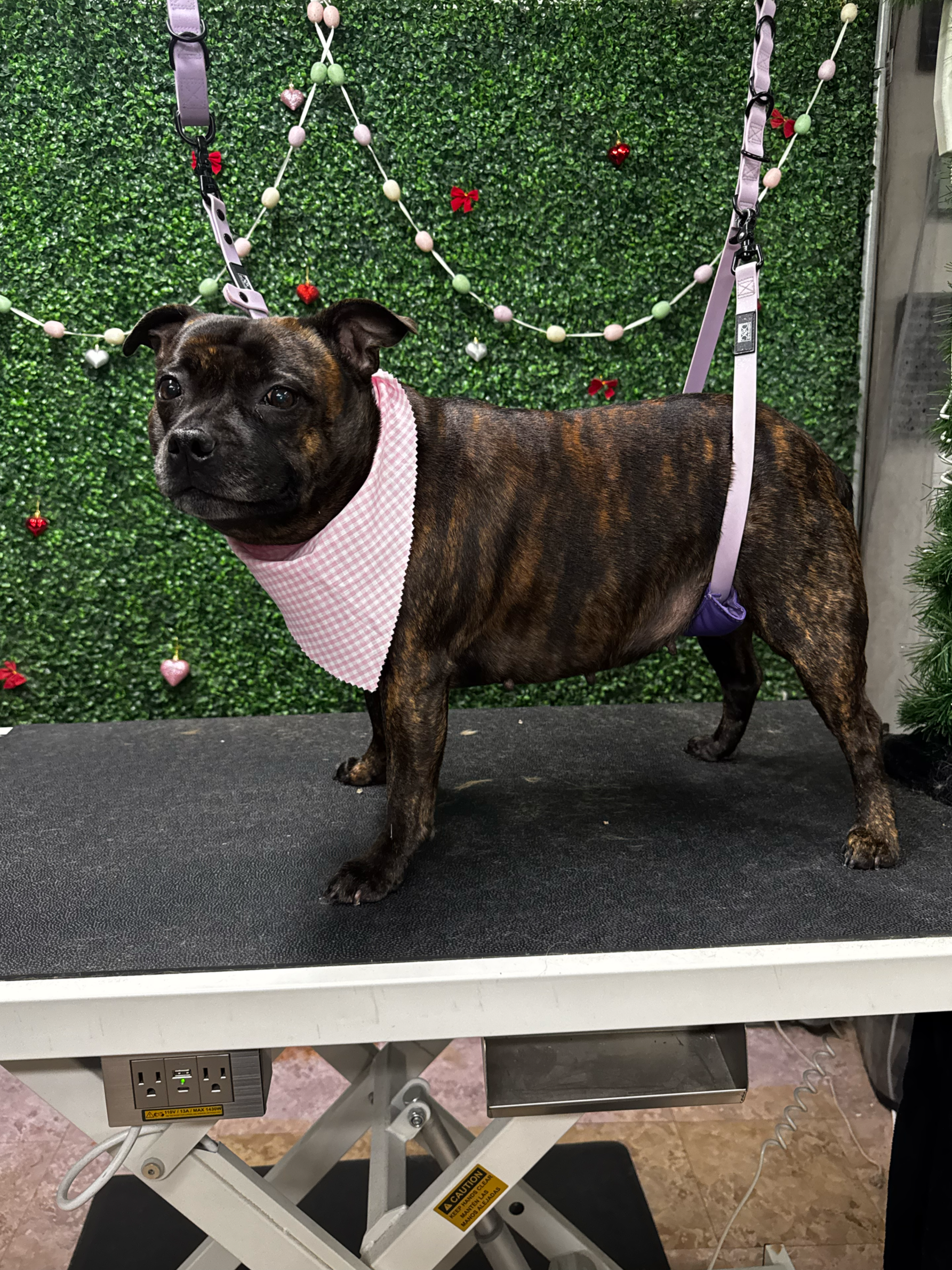 A brindle-coated dog with a pink bandana standing on a grooming table with a green hedge background decorated with red, pink, silver, and white heart and bow ornaments.