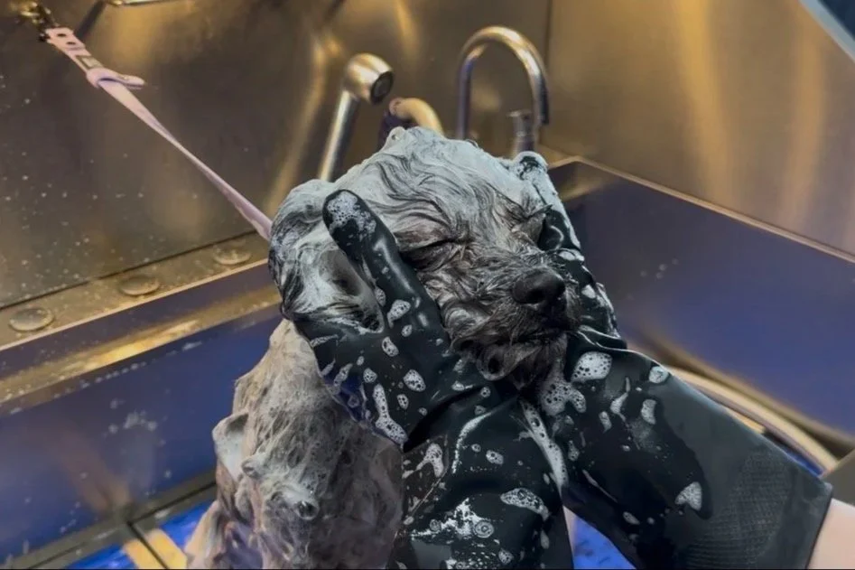 Person wearing black gloves giving a wash to a small puppy in a tub, with soap suds on the puppy's fur.