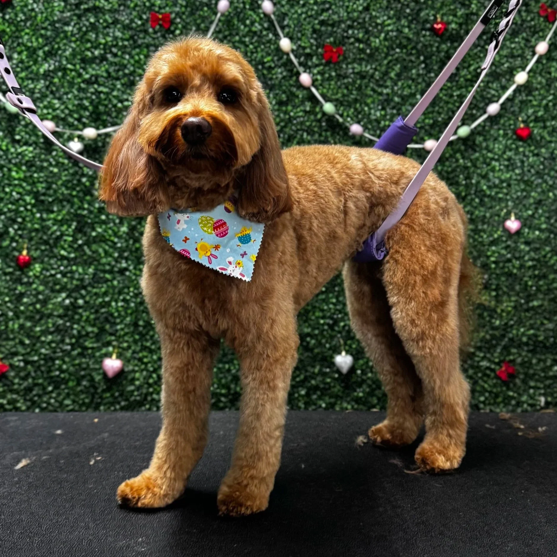 A tan goldendoodle with long ears wearing a festive bandana, standing on a black surface in front of a green faux hedge background decorated with red and white heart-shaped ornaments and small red bows.