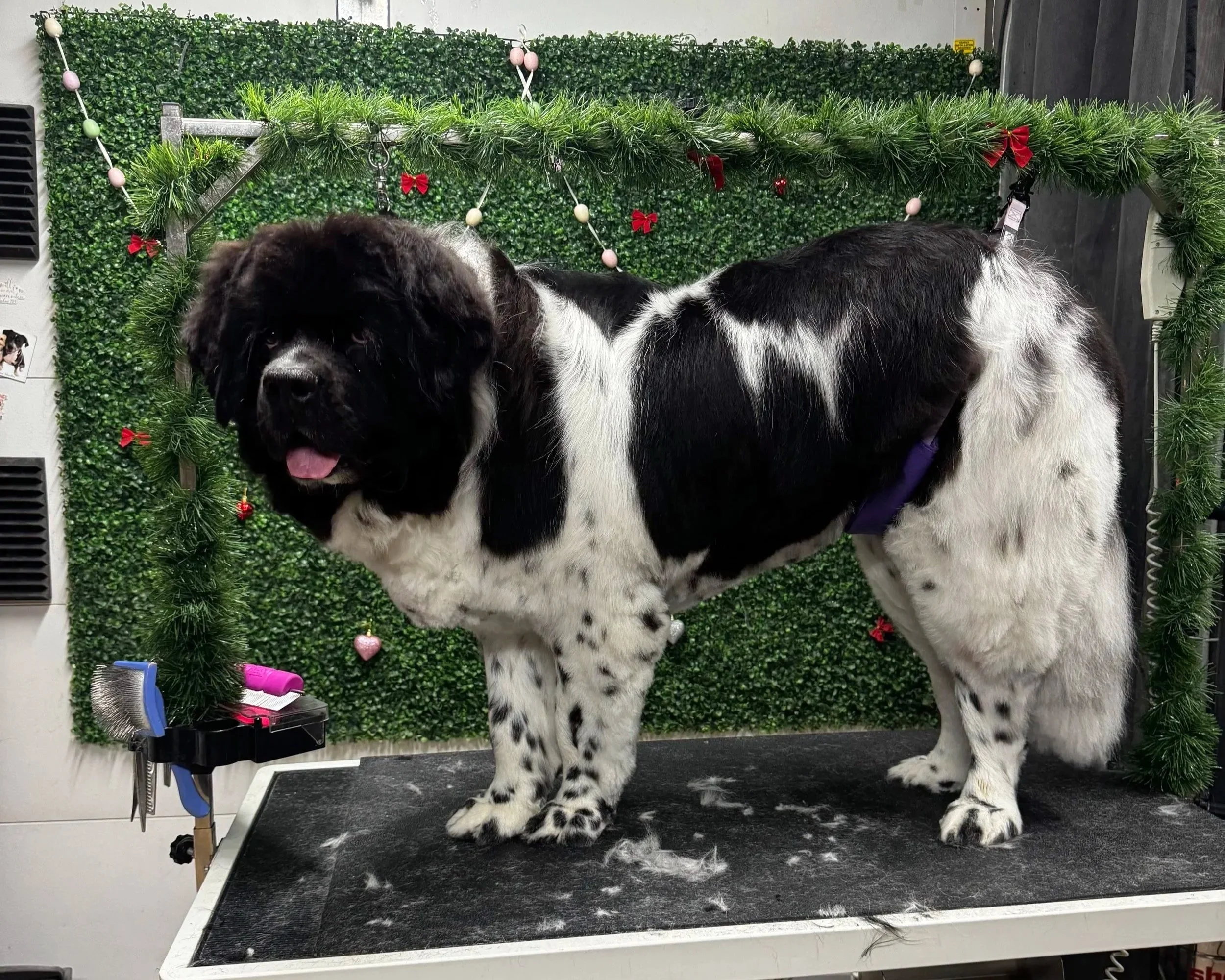 A black and white Newfoundland dog standing on a black grooming table in front of a green decorated wall with ornaments and bows.