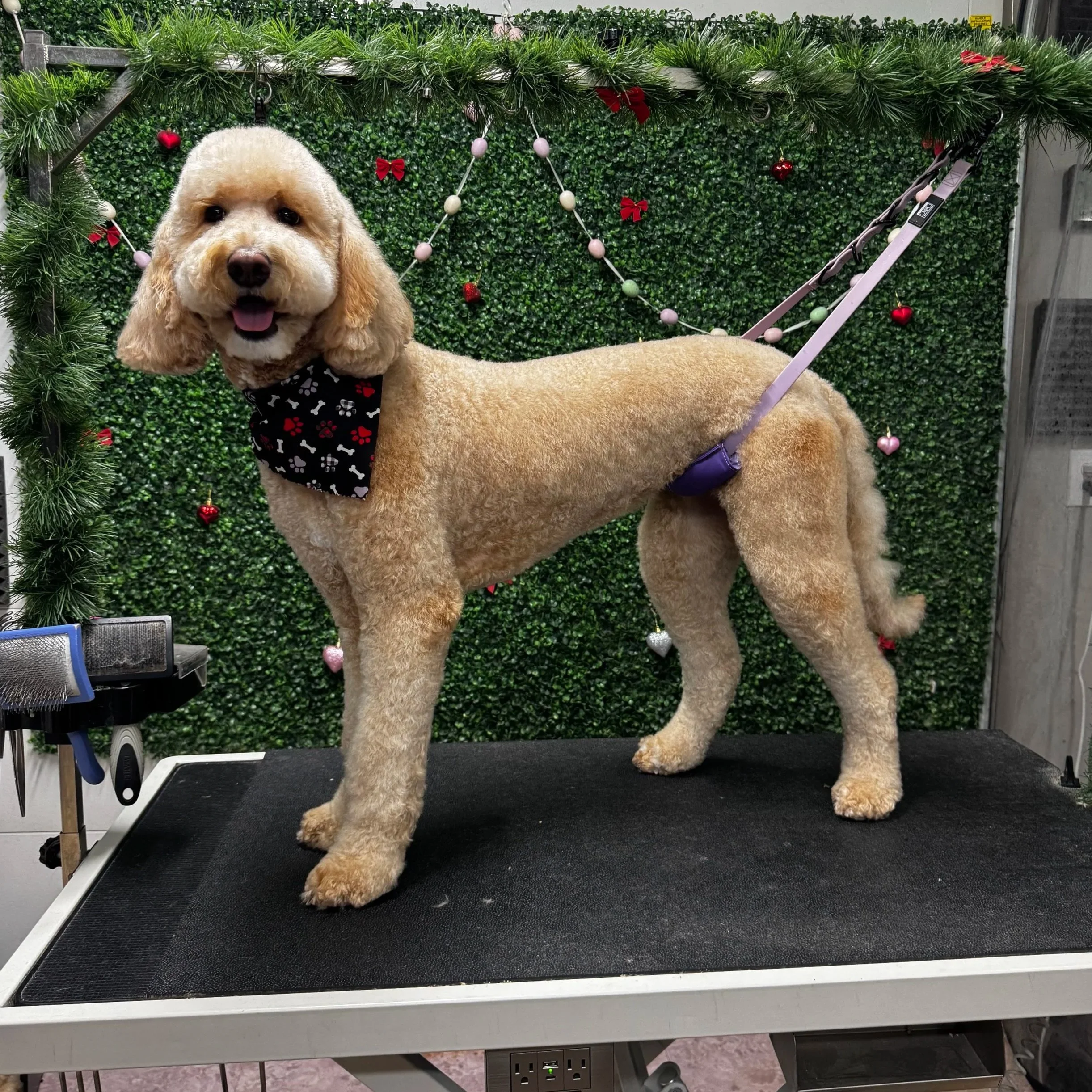 A smiling goldendoodle dog with curly fur around its face, wearing a black bandana with red paw prints, standing on a grooming table decorated for Christmas with a green wreath and red and pink ornaments.