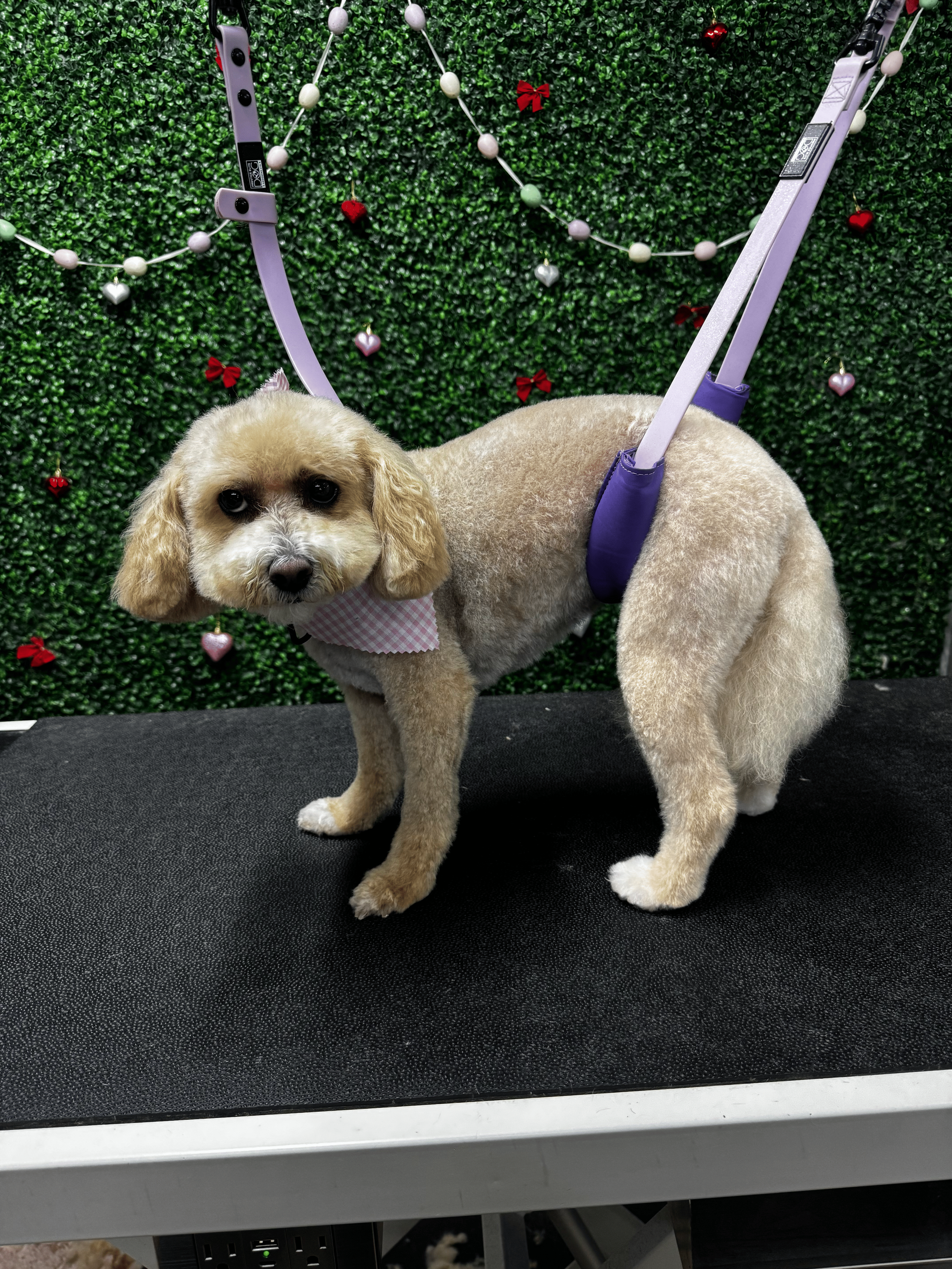 A small, light-colored dog with a pink checkered bandana around its neck stands on a grooming table, attached to purple harnesses at its sides. The background features a green, leafy decorative wall with red and silver heart-shaped ornaments and red 