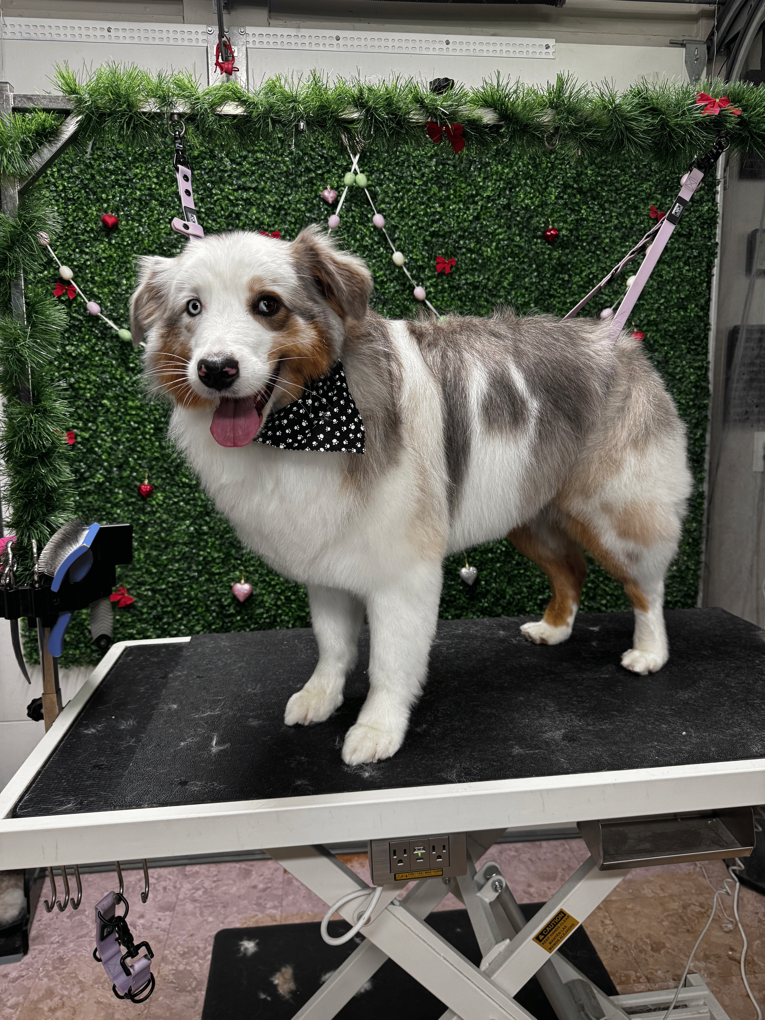 A dog standing on a grooming table decorated with Christmas ornaments, including red bows and heart-shaped decorations, against a green leafy background. The dog has brown and white fur, blue eyes, and is wearing a black and white polka dot bandana.