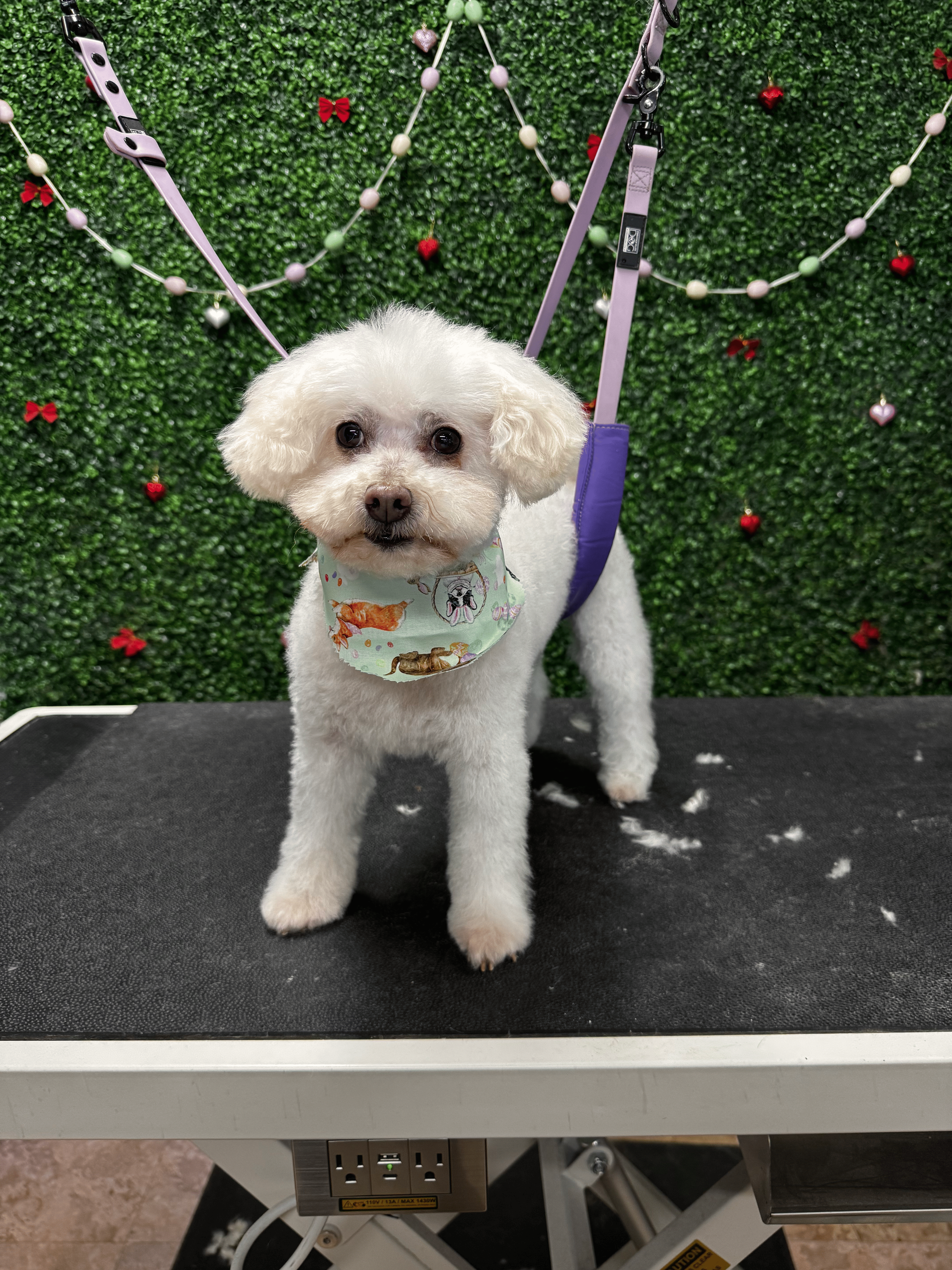 A small white dog with fluffy fur and big dark eyes stands on a grooming table with a green hedge and red heart and bow decorations in the background. The dog wears a light-colored bandana with various images of dogs and cats. The table has a texture