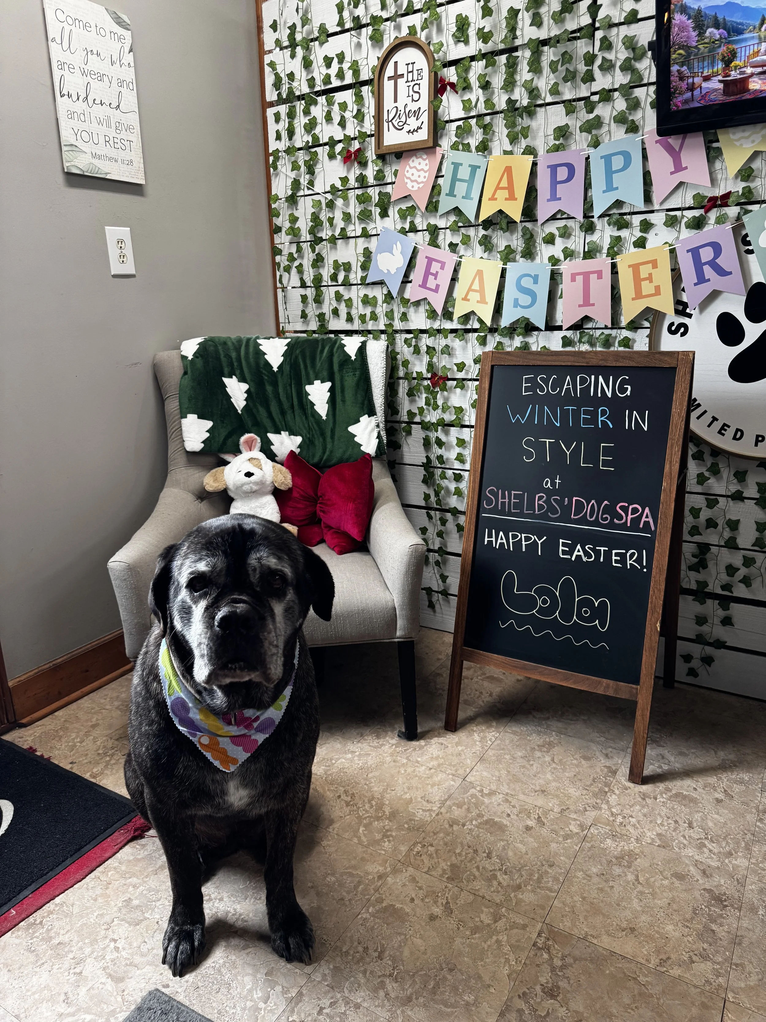 A black and gray mastiff dog with a colorful bandana standing in front of a chair with a stuffed animal and a red pillow. Behind the dog, there is an Easter-themed banner with colorful letters and images, a chalkboard sign with a message, and a wall with green ivy and decorative signs, including one that says 'He is Risen'.