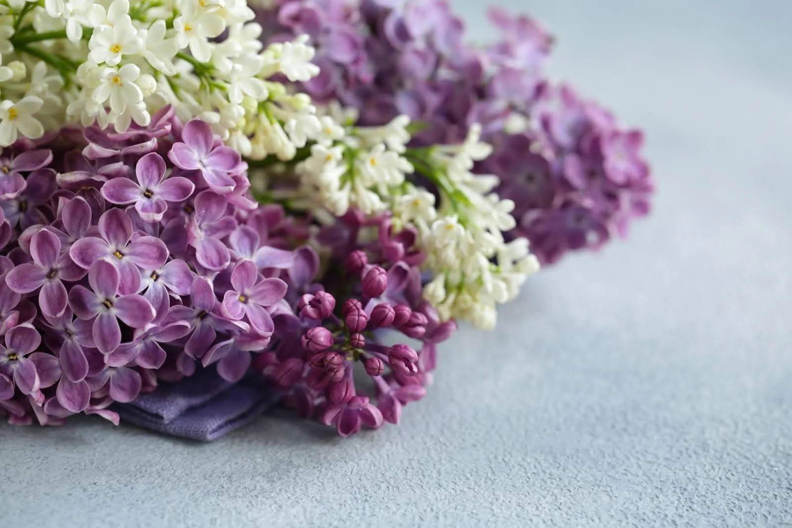 A close-up of fresh purple and white lilac clusters resting on a textured light gray surface.