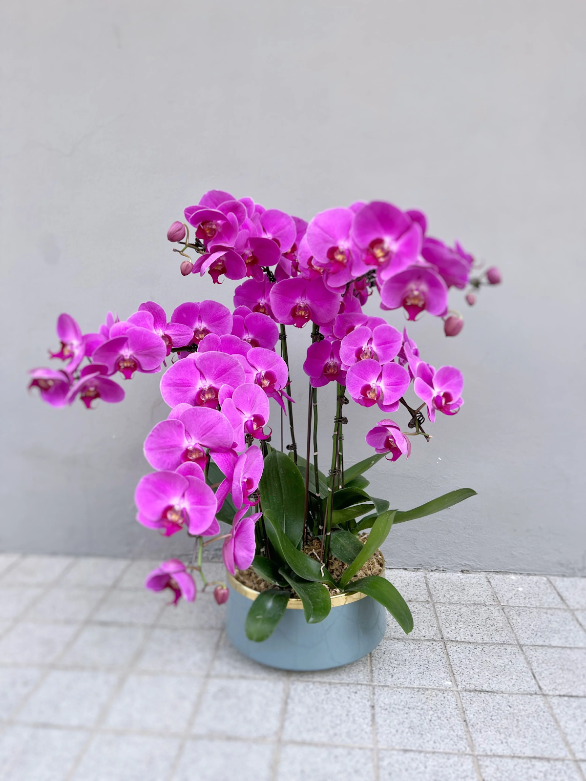 An elegant display of blooming magenta orchids
