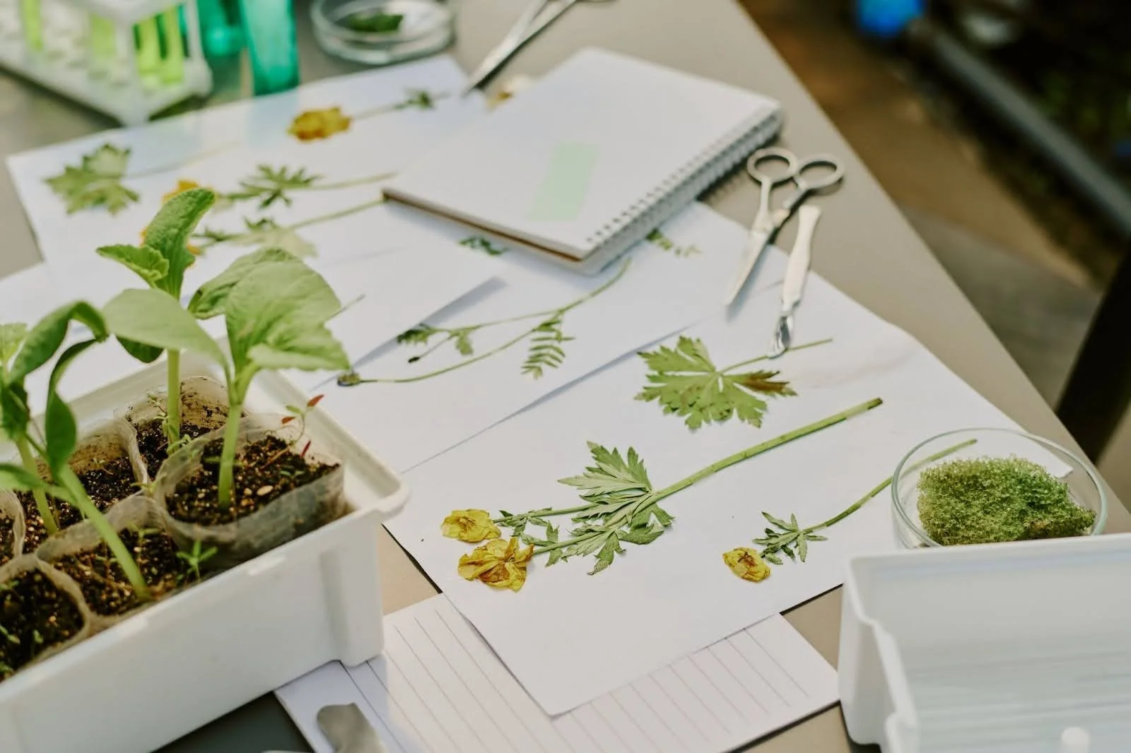 covered in dried yellow flowers and green leaves being prepared for a herbarium