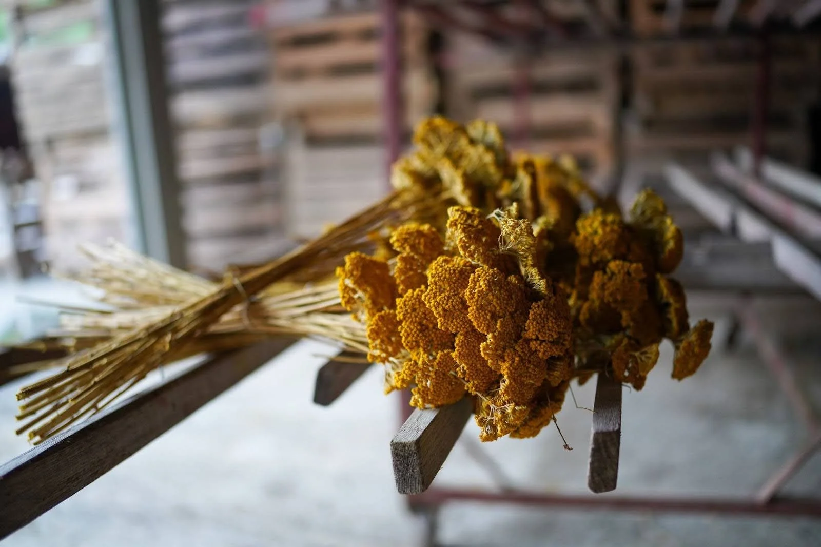 Close-up of dried yellow flower bundles tied together on a wooden shelf in a barn