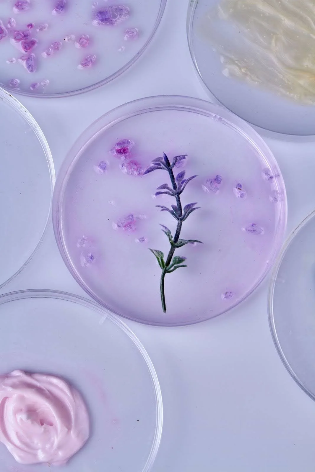 A collection of petri dishes with purple flowers, crystals, and skincare creams arranged in a minimalist flat lay
