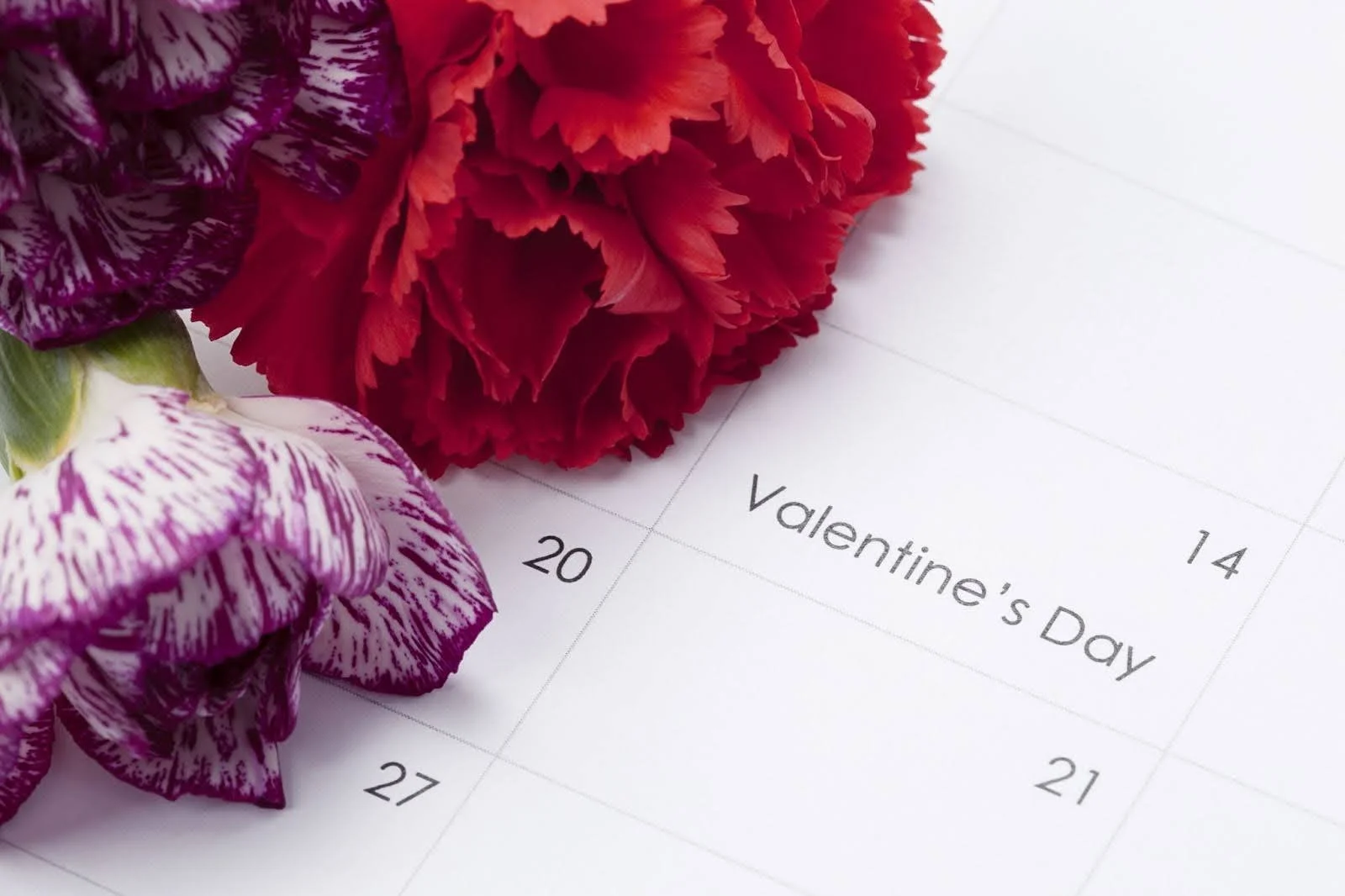 Close-up of red and purple-streaked carnations resting on a calendar page marked with Valentine's Day