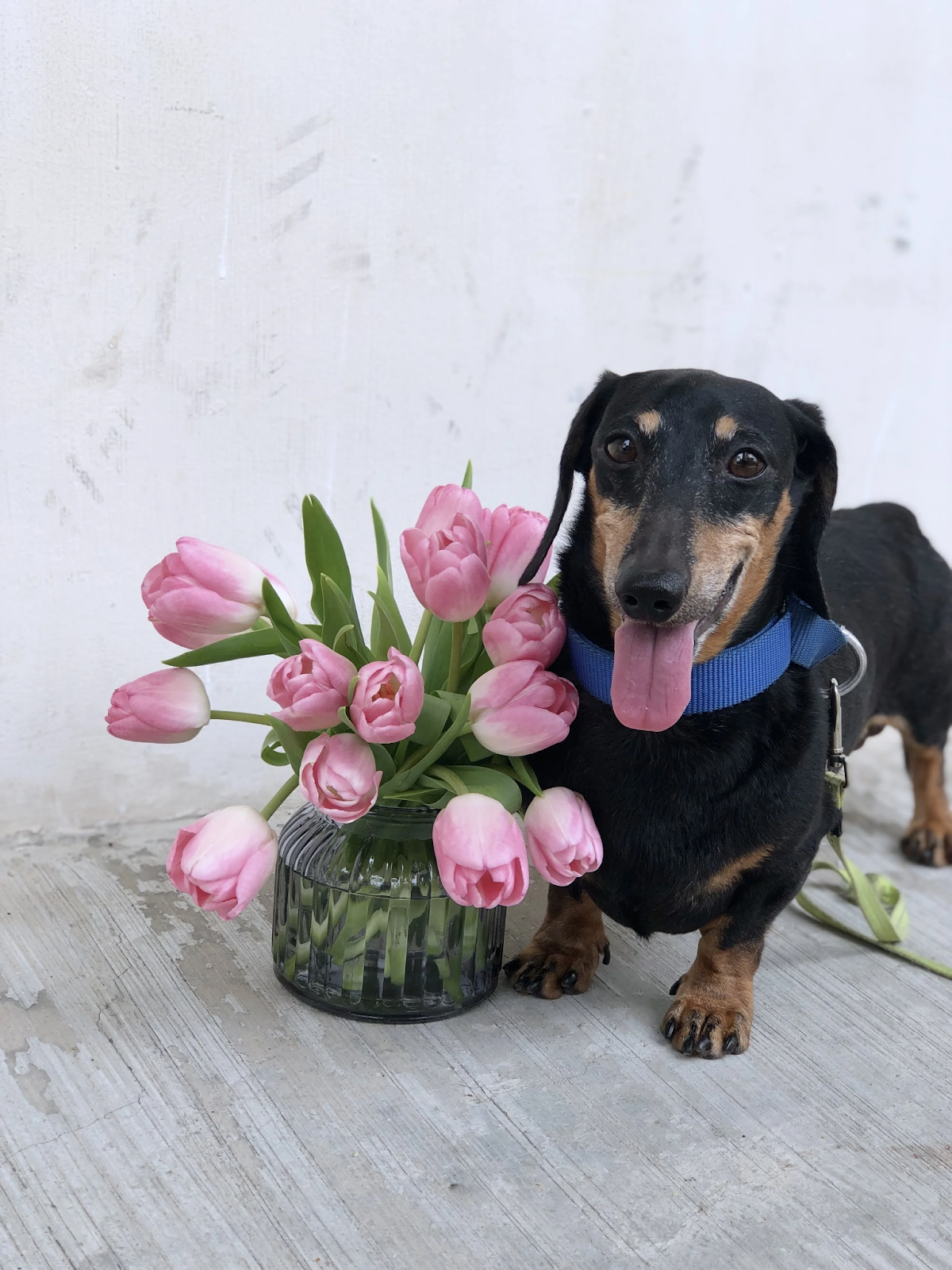 happy dachshund standing next to a vase of fresh pink tulips