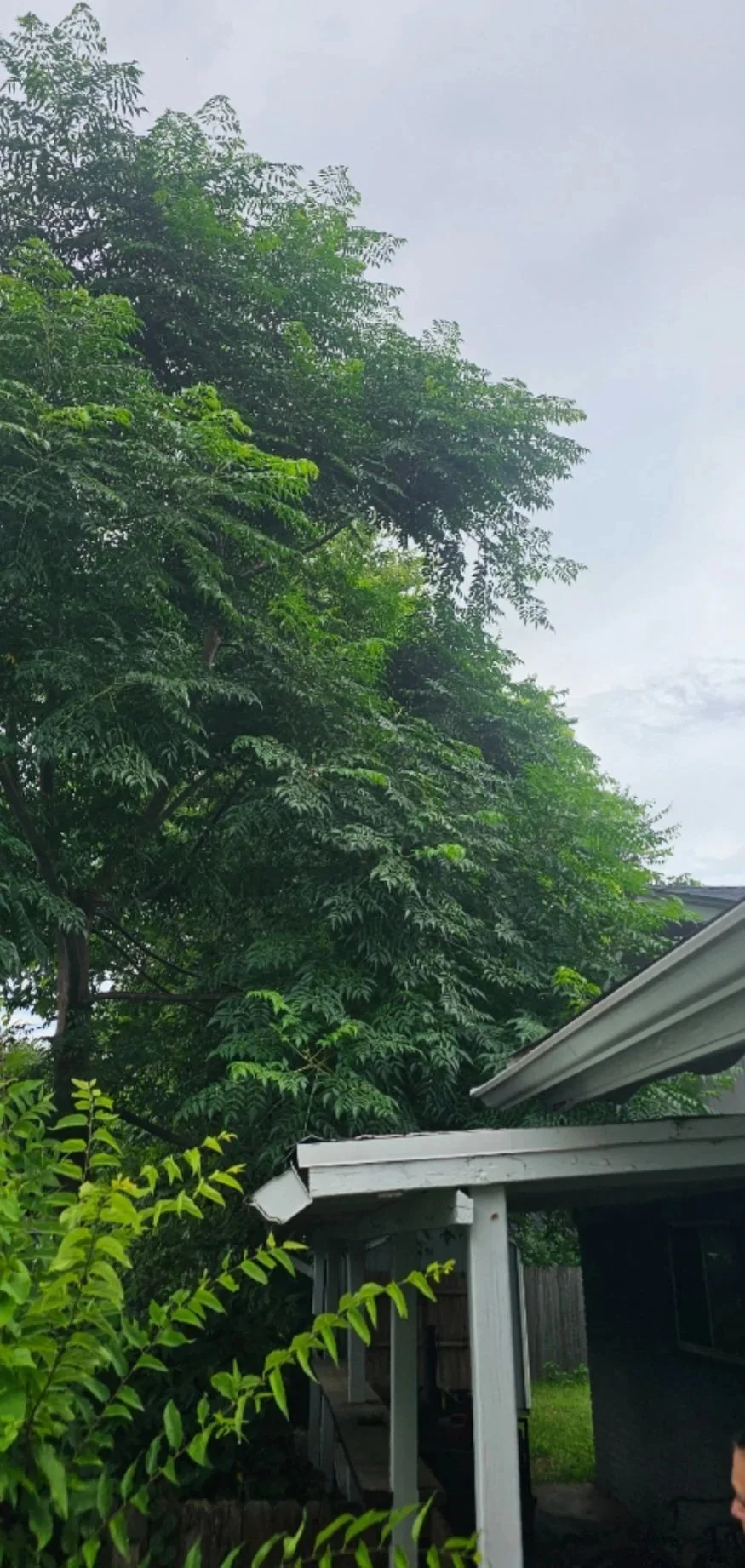 When Trees and Homes Get Too Close