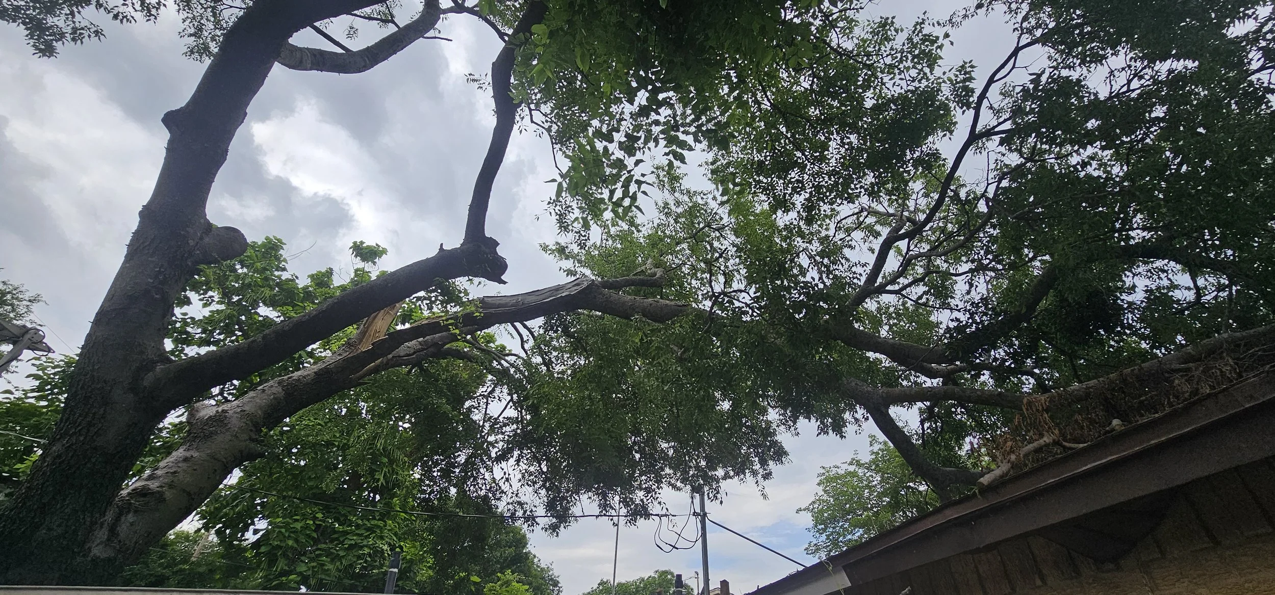 Your Tree Looks Fine — Until It Isn’t