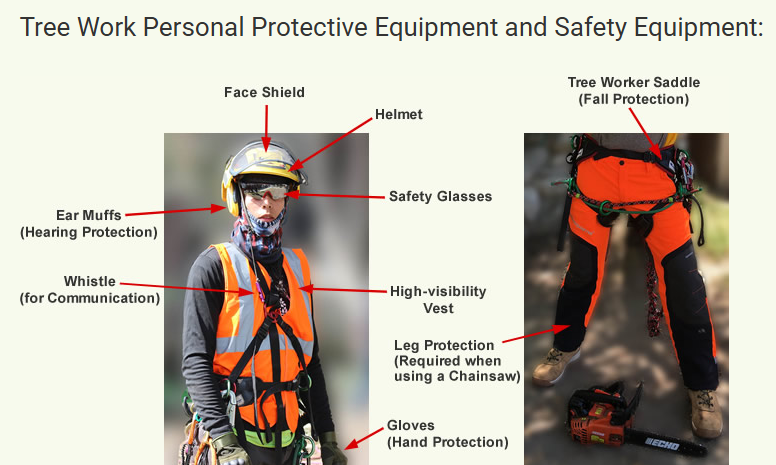 Not All Tree Crews Are Created Equal — Here’s How to Tell the Difference
