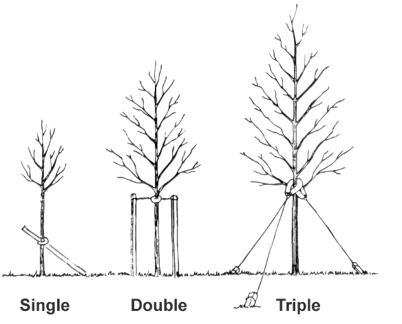 Tree Guying 101: A Arborist’s Guide to Safe, Effective Tree Support