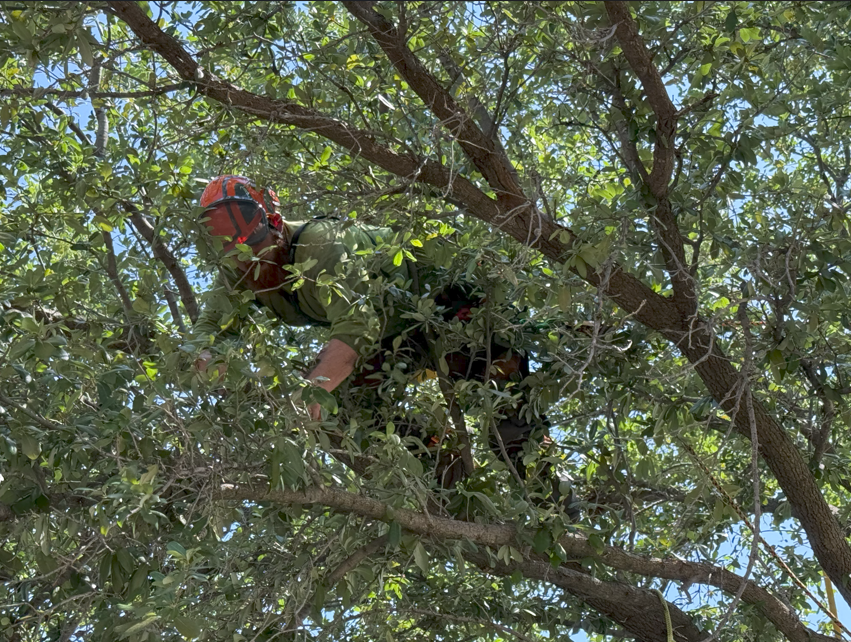 The Best Time to Trim Trees in DFW — And When Not To