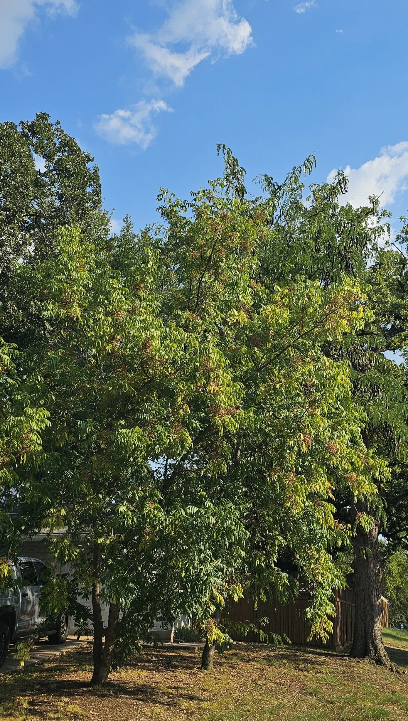 Is Your Tree in Trouble? How to Spot and Fix Summer Heat Stress in DFW Yards
