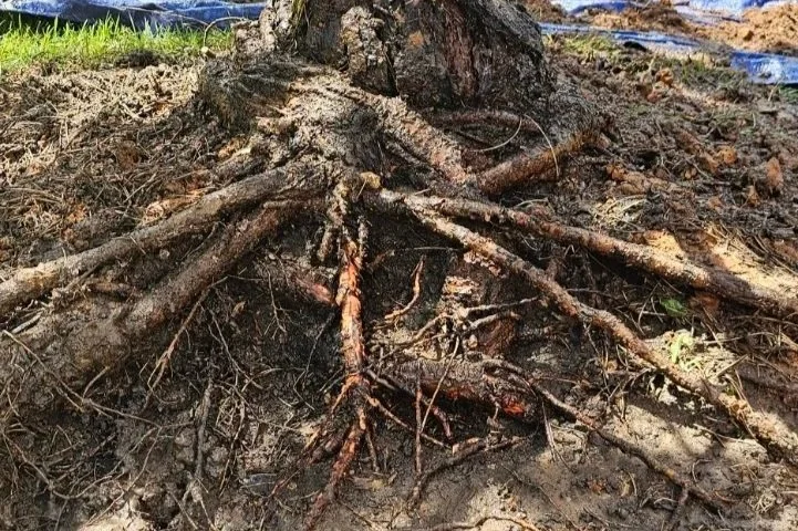 Root+Problems+Girdling+roots.jpg
